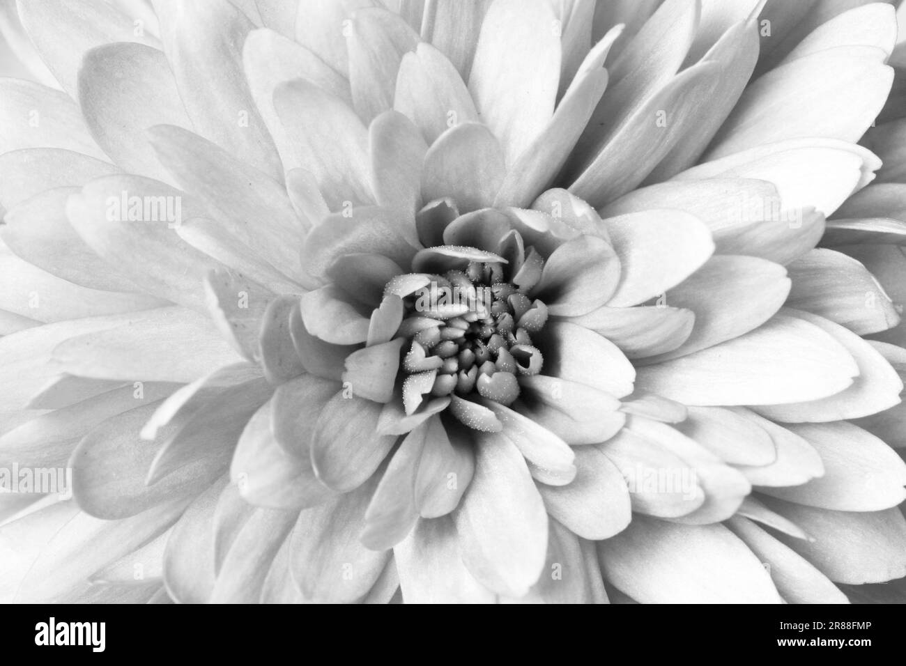 Beautiful chrysanthemum flower as background, closeup. Black and white effect Stock Photo