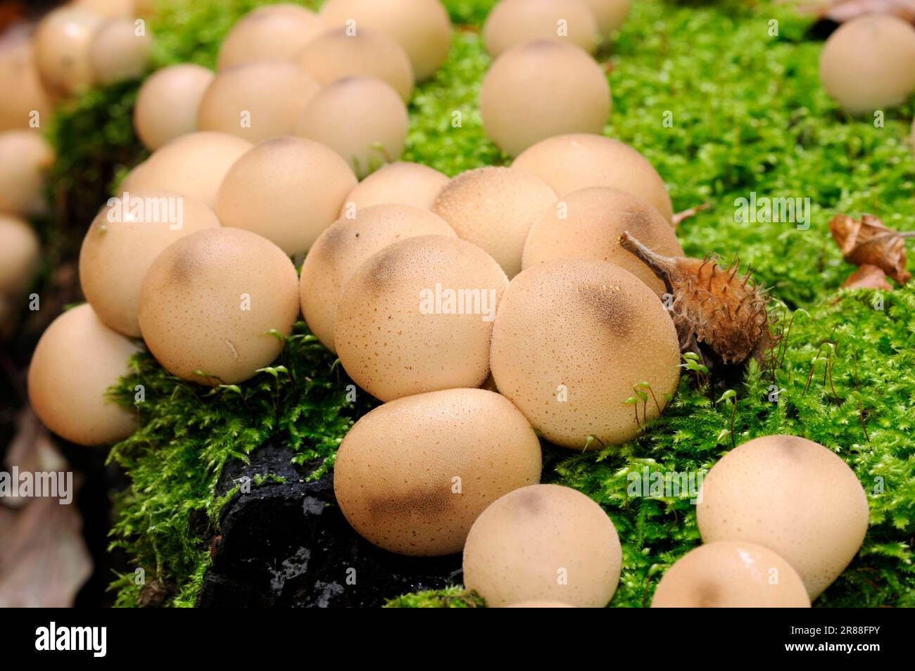 Pear-shaped puffball (Lycoperdon pyriforme), pear staghorn, pear bovist Stock Photo