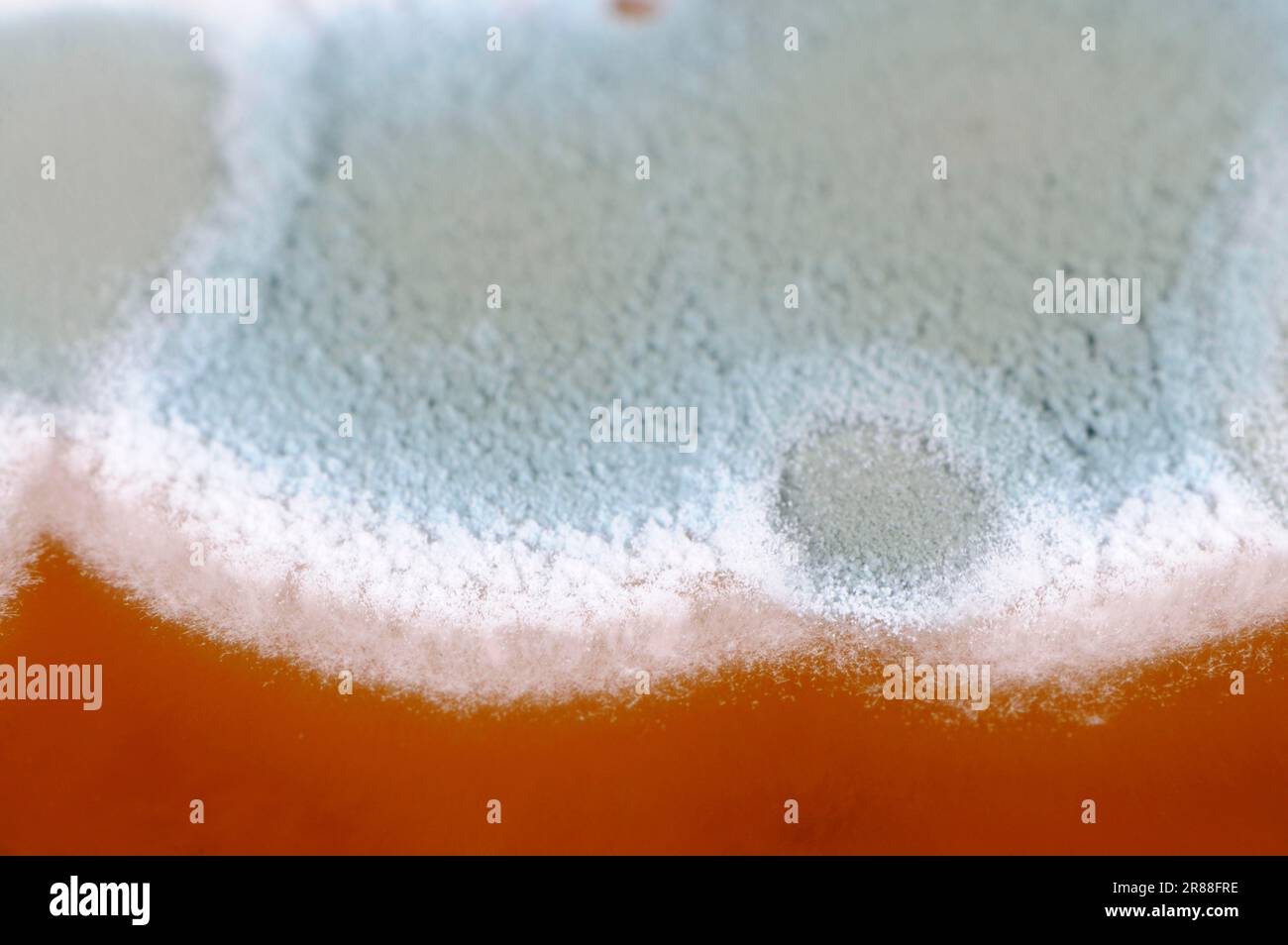 Mold cultures grow on substrate, mold culture, mold Stock Photo Alamy