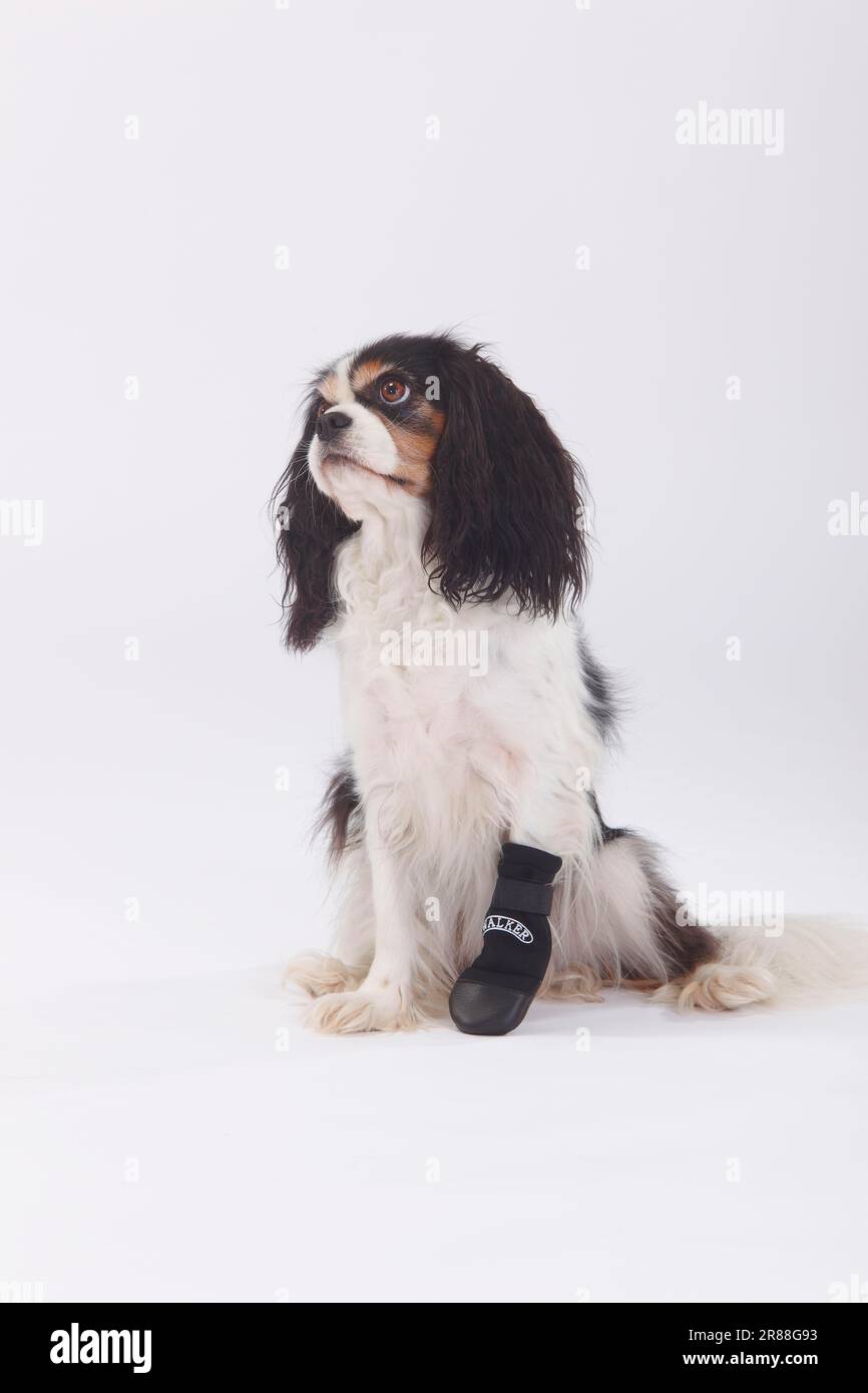 Cavalier King Charles Spaniel bitch tricolour paw protection