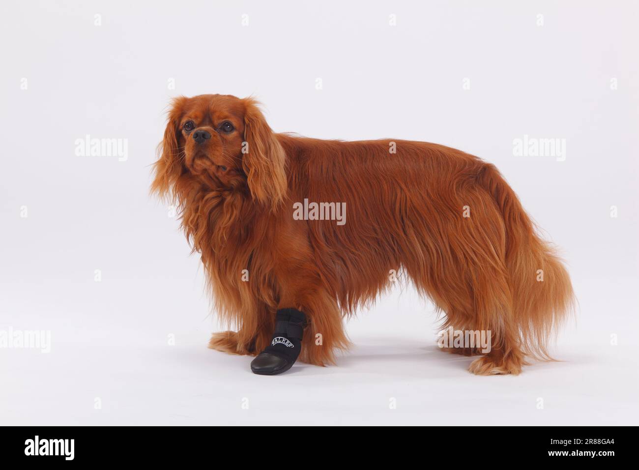 Cavalier King Charles Spaniel, ruby, paw protection, neoprene boots