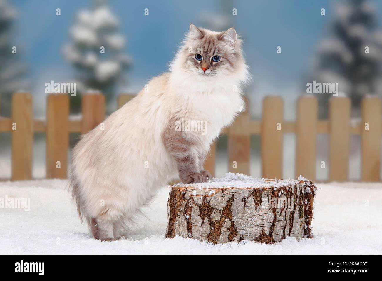 Silver tabby sales siberian cat