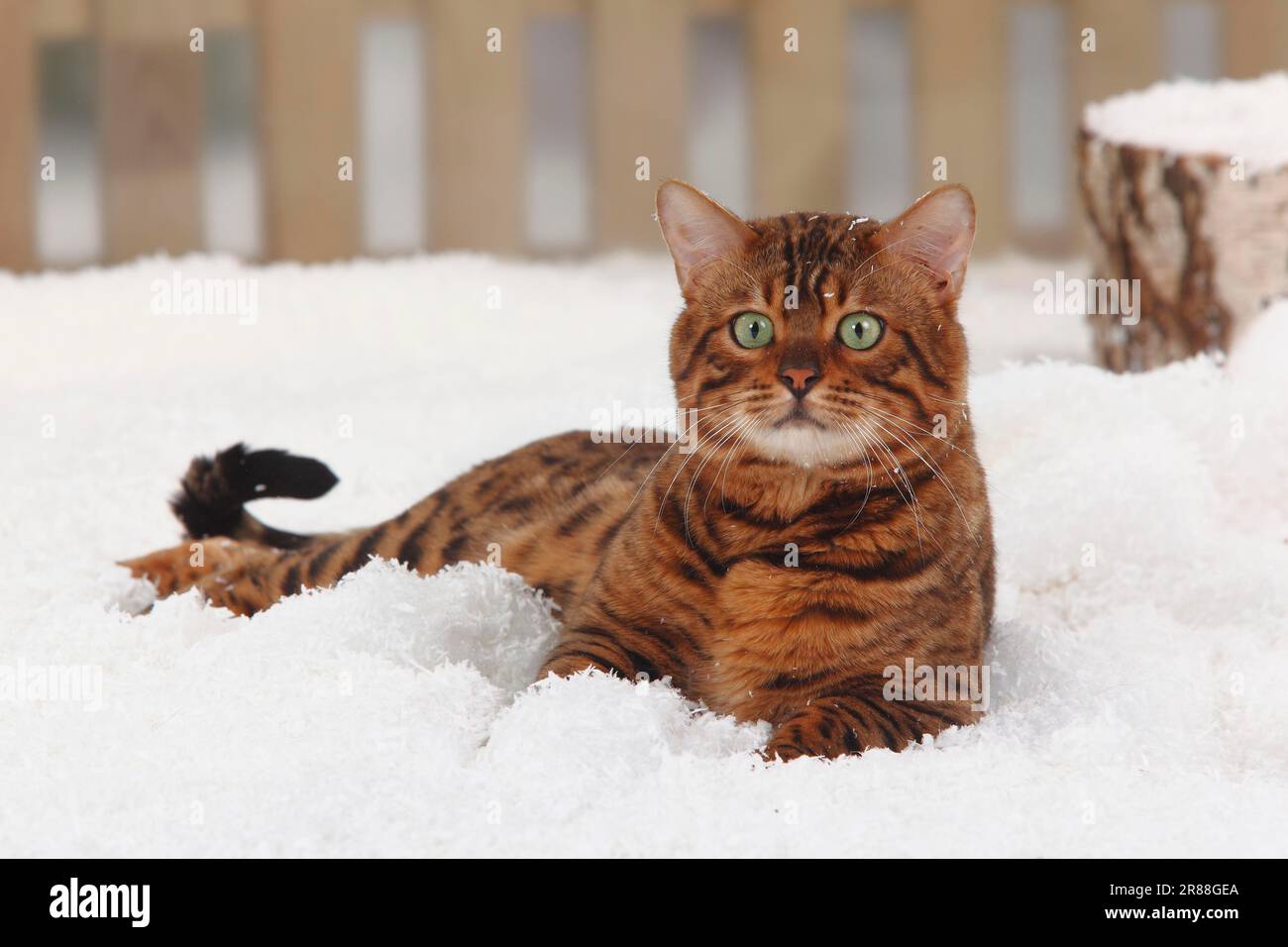 Bengal Cat, Male Stock Photo - Alamy