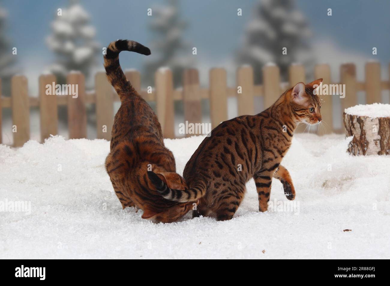 Bengal cats, pair Stock Photo Alamy