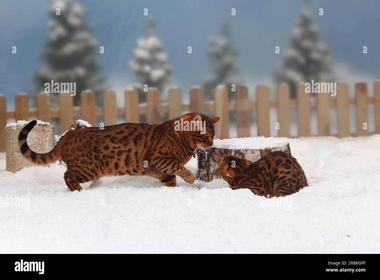 Bengal cats, male and female, 4 months Stock Photo - Alamy