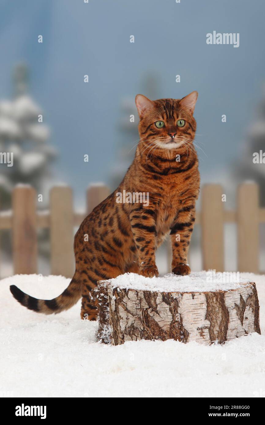 Bengal Cat, Male Stock Photo - Alamy
