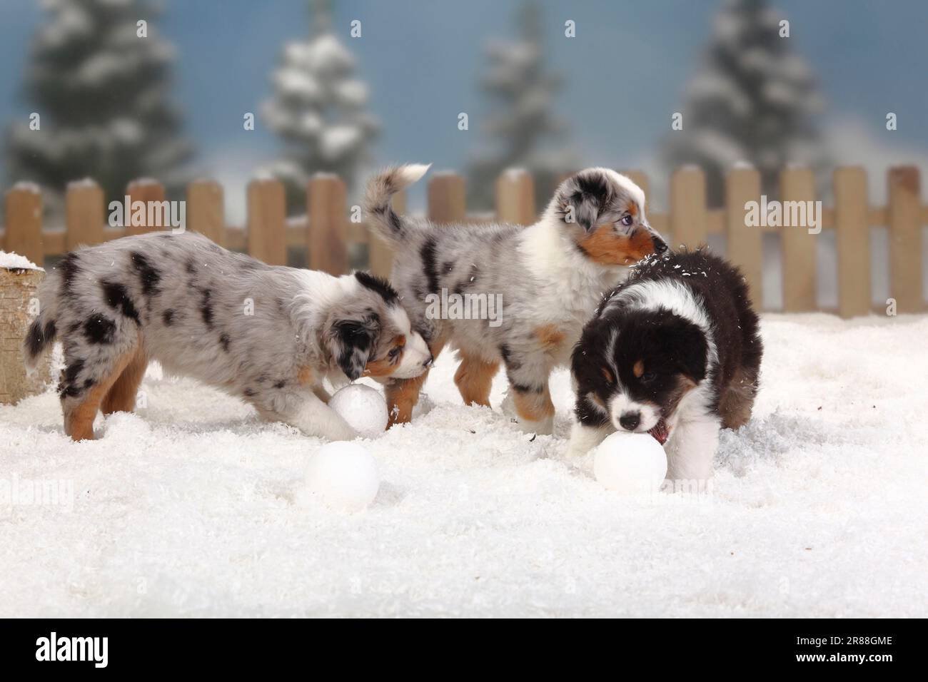 Australian Shepherd, puppies, 6 weeks, snowballs Stock Photo - Alamy