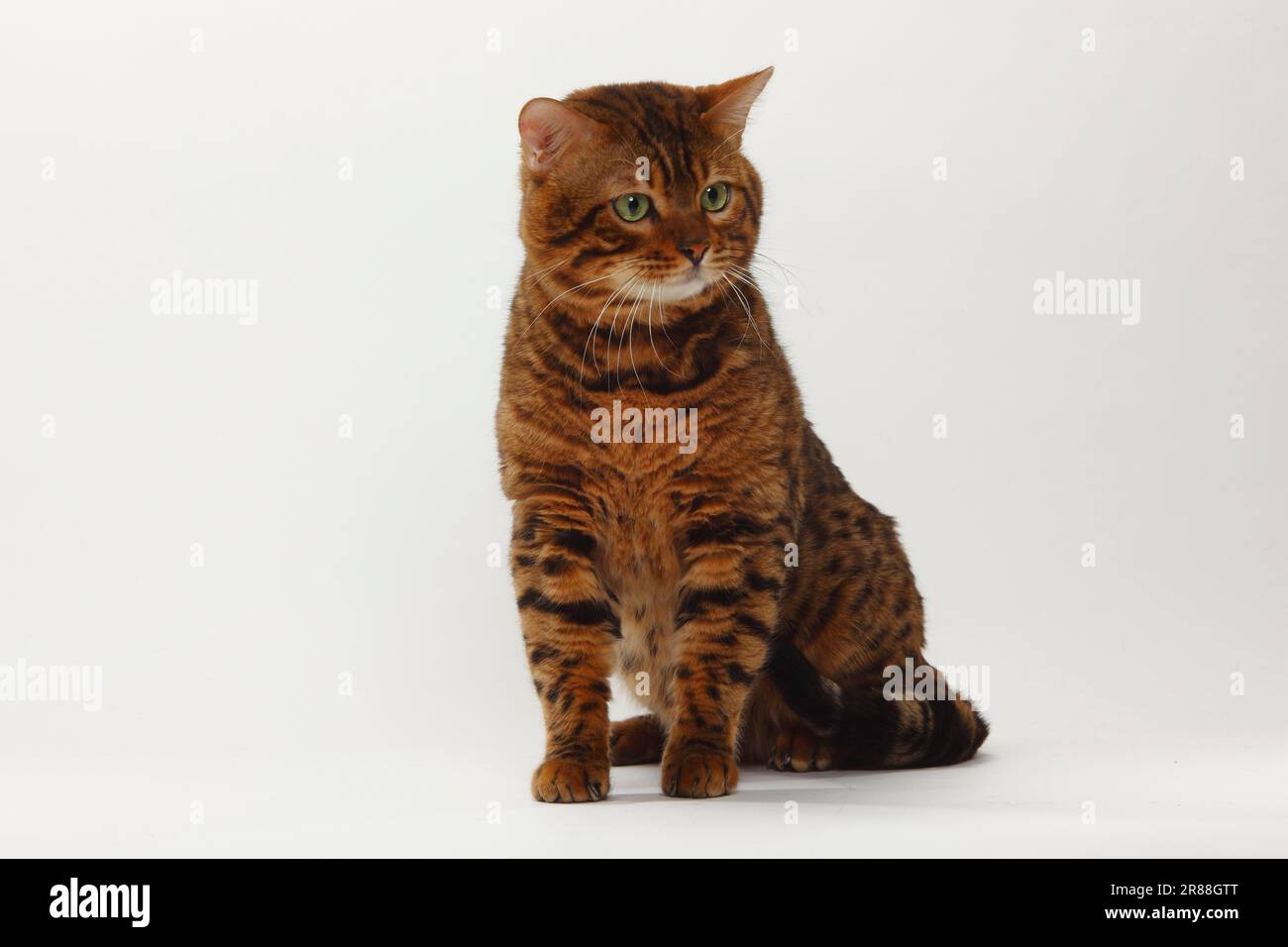 Bengal Cat, Male Stock Photo - Alamy
