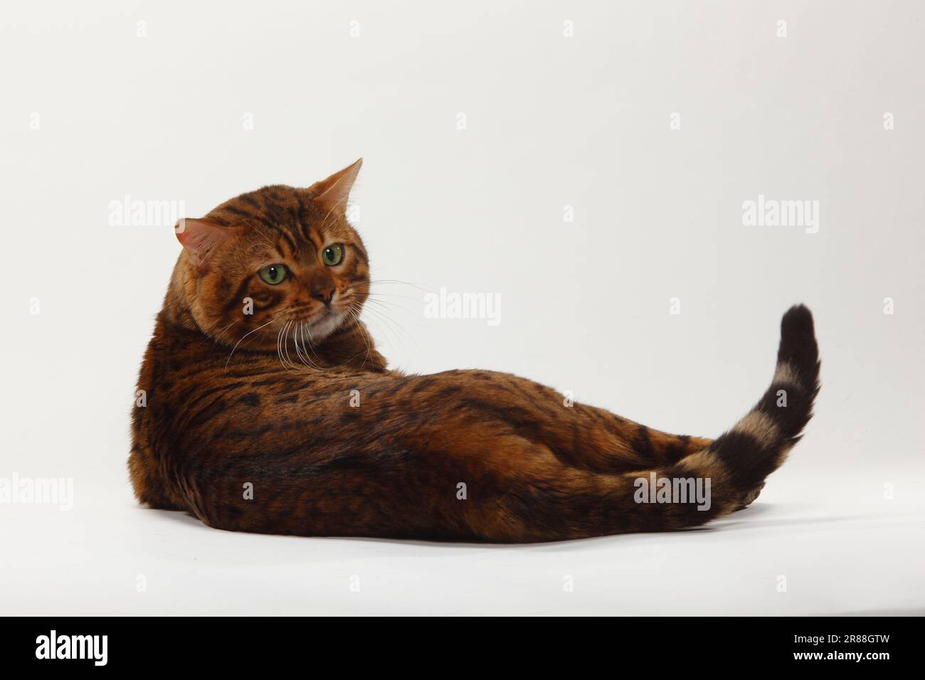 Bengal Cat, Male Stock Photo - Alamy