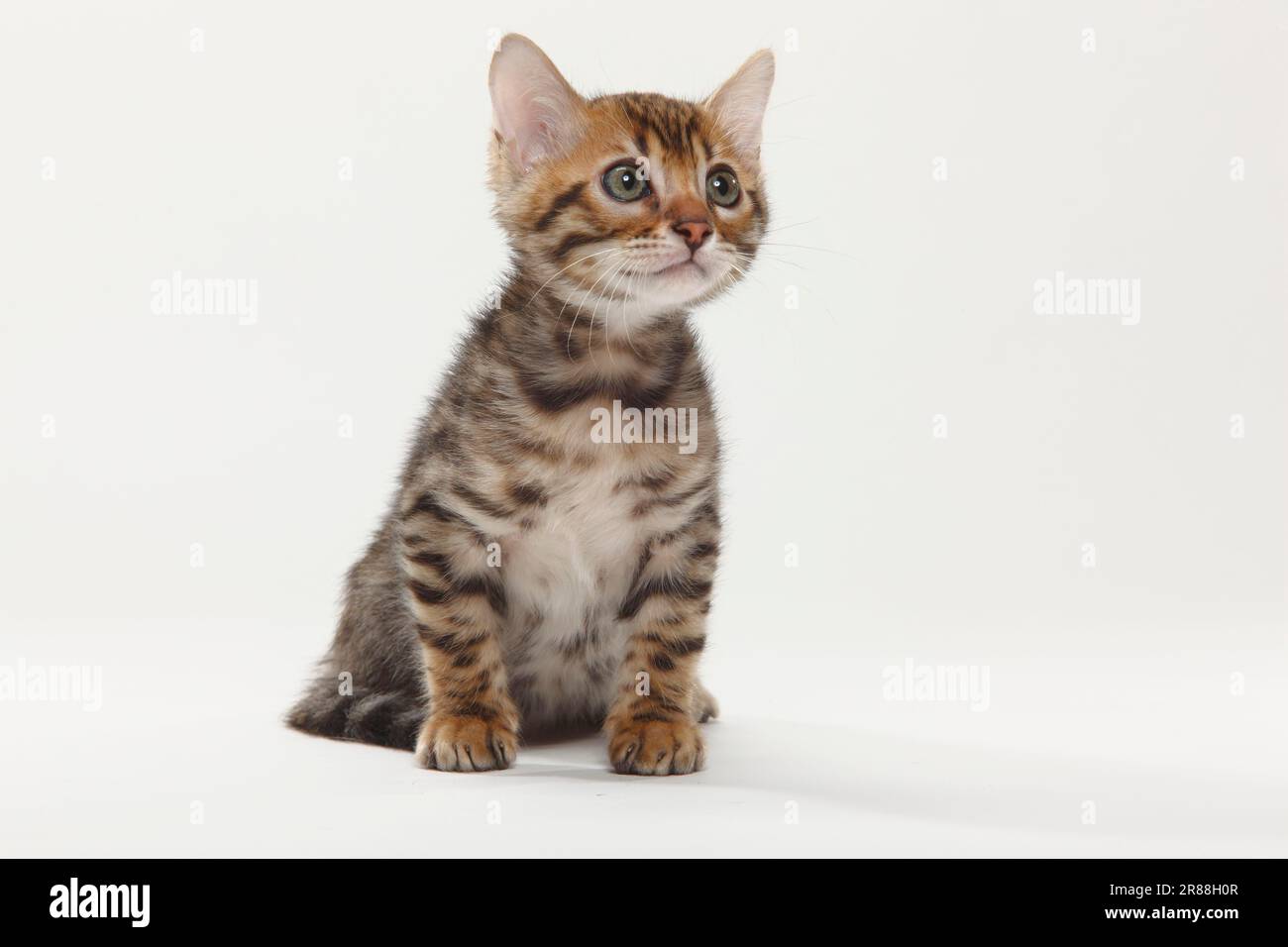 Bengal cat kitten 8 weeks Stock Photo Alamy