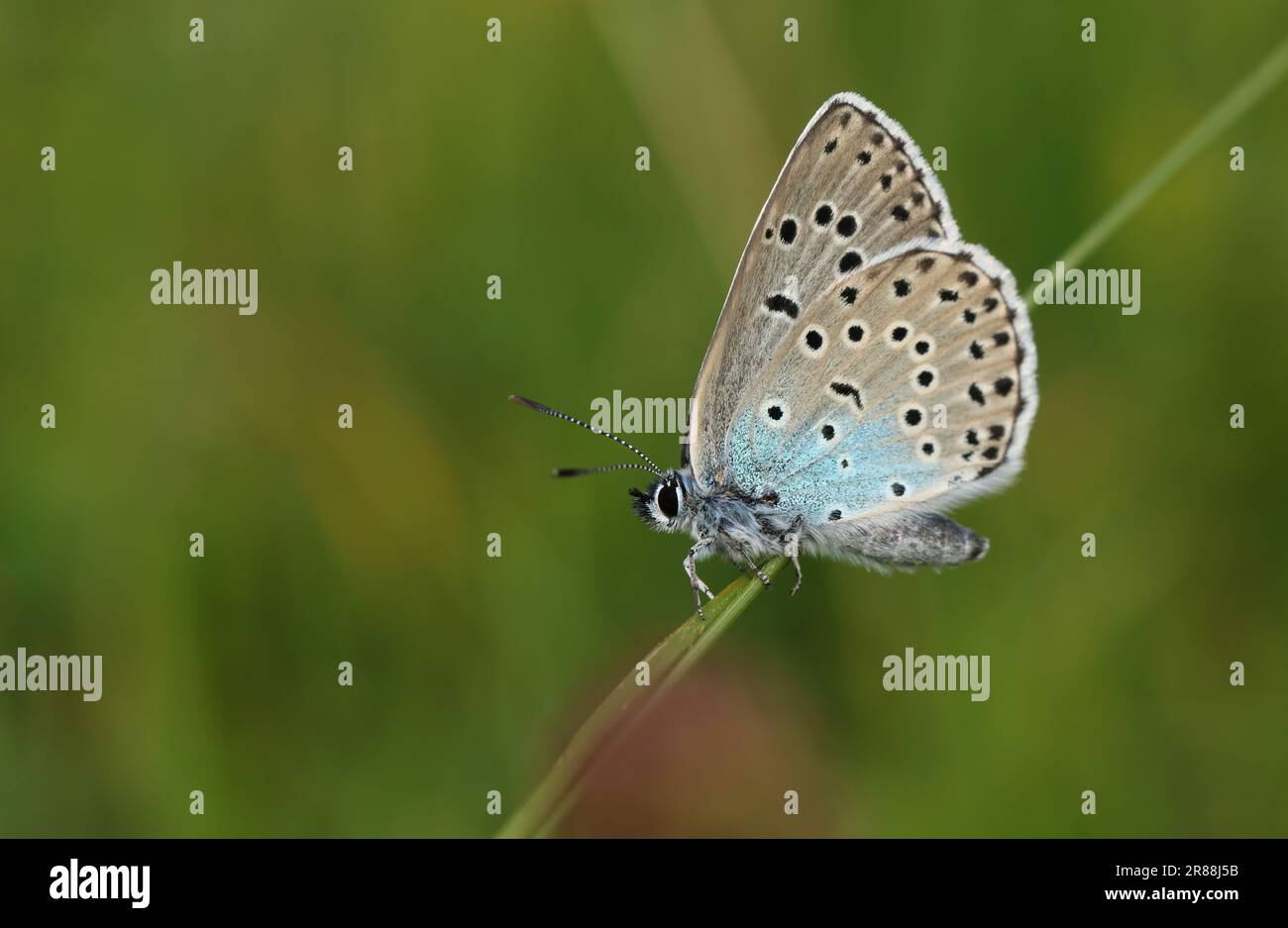 A rare Large Blue Butterfly, Phengaris arion, resting on a blade of grass in a meadow. Stock Photo