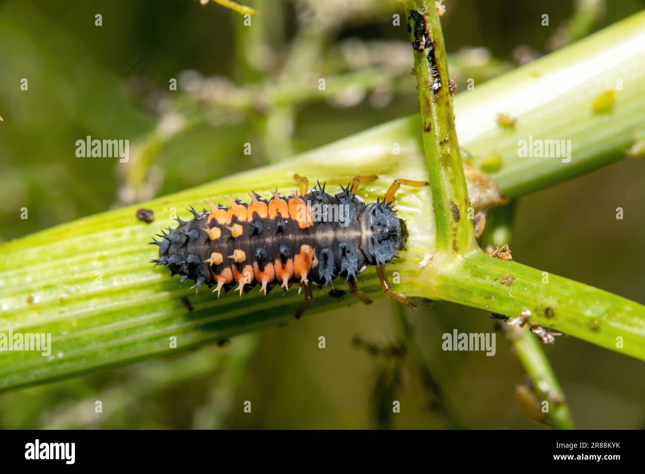 Asian ladybug larva on a fennel plant against a blurred green ...