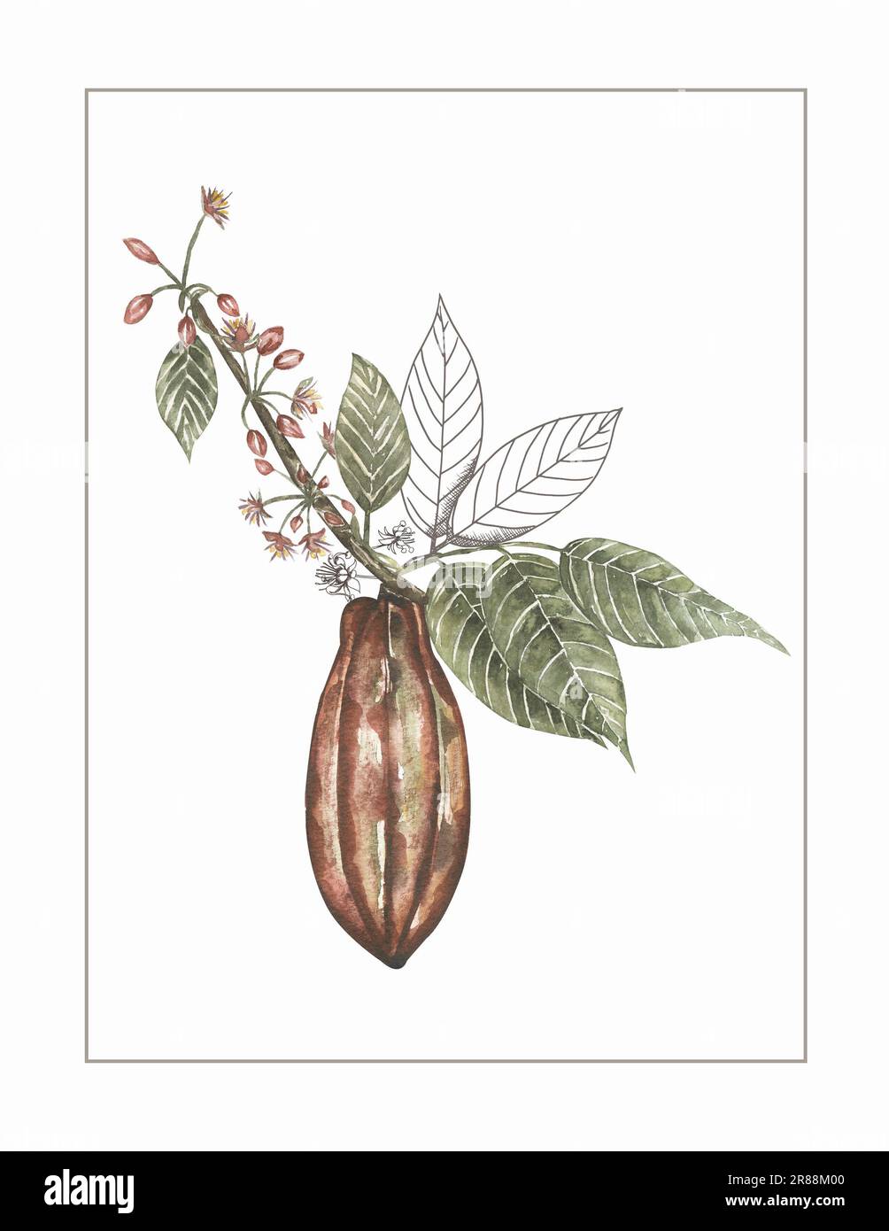 Cocoa pods with green leaves poster. Superfood clipart. Watercolor hand drawn floral illustration, cacao wall art, card design Stock Photo