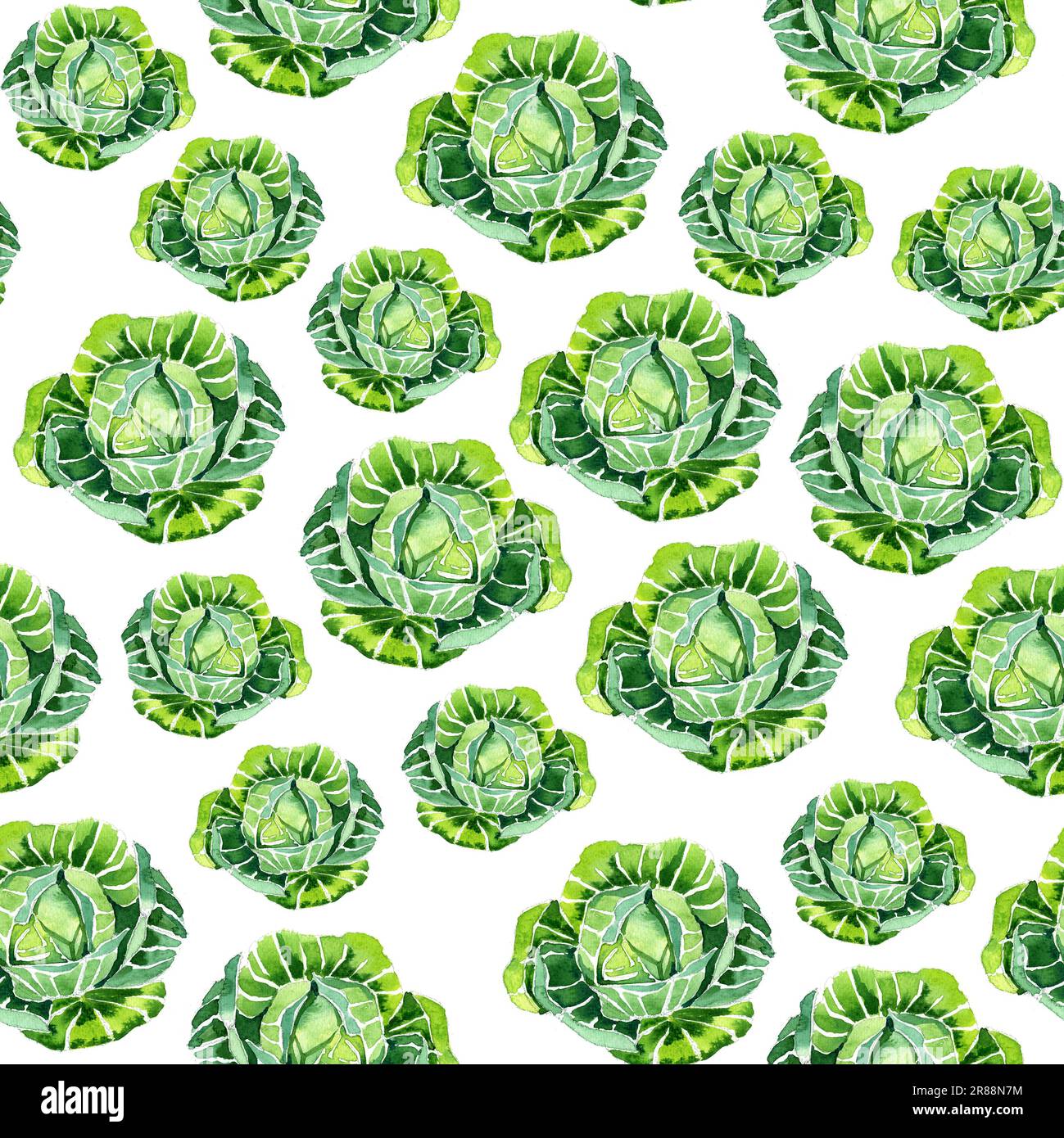 watercolor cabbage Botanical pattern on a white background. Stock Photo