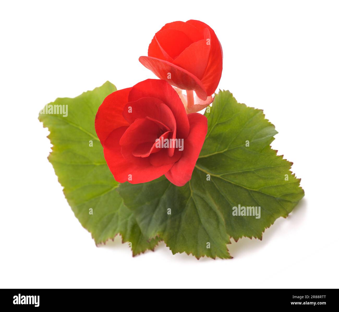 Red Begonia flowers isolated on white background Stock Photo