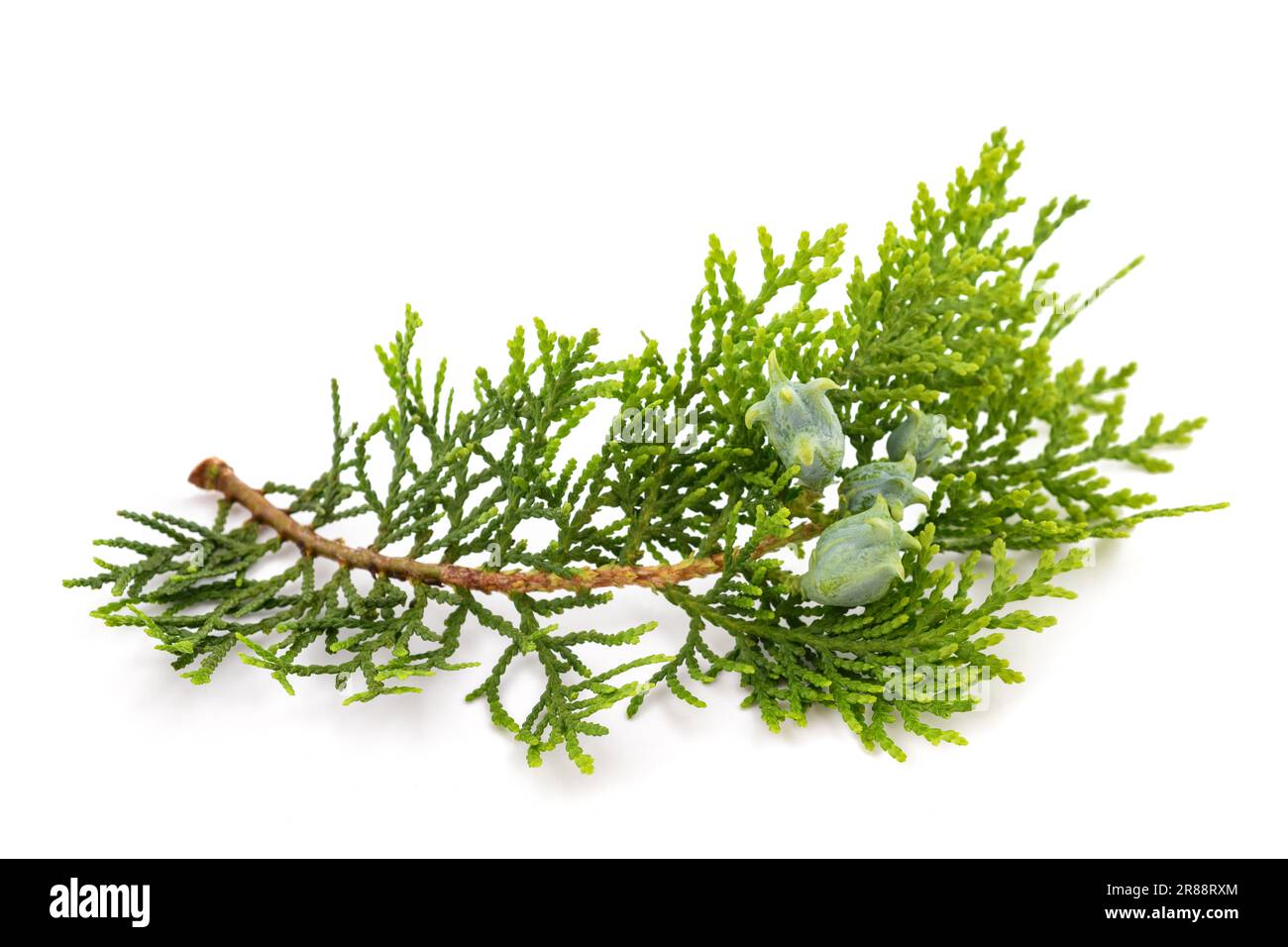 Chinese thuja sprig with cones isolated on white Stock Photo