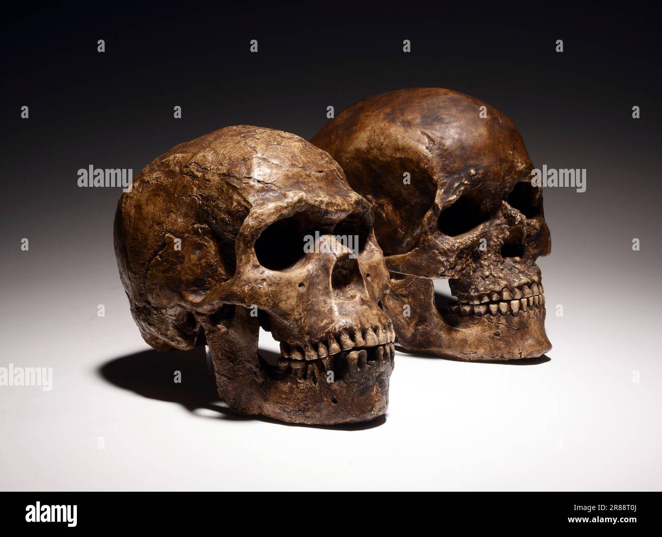 Skull  of a neanderthaler and Homo sapiens (human) Stock Photo
