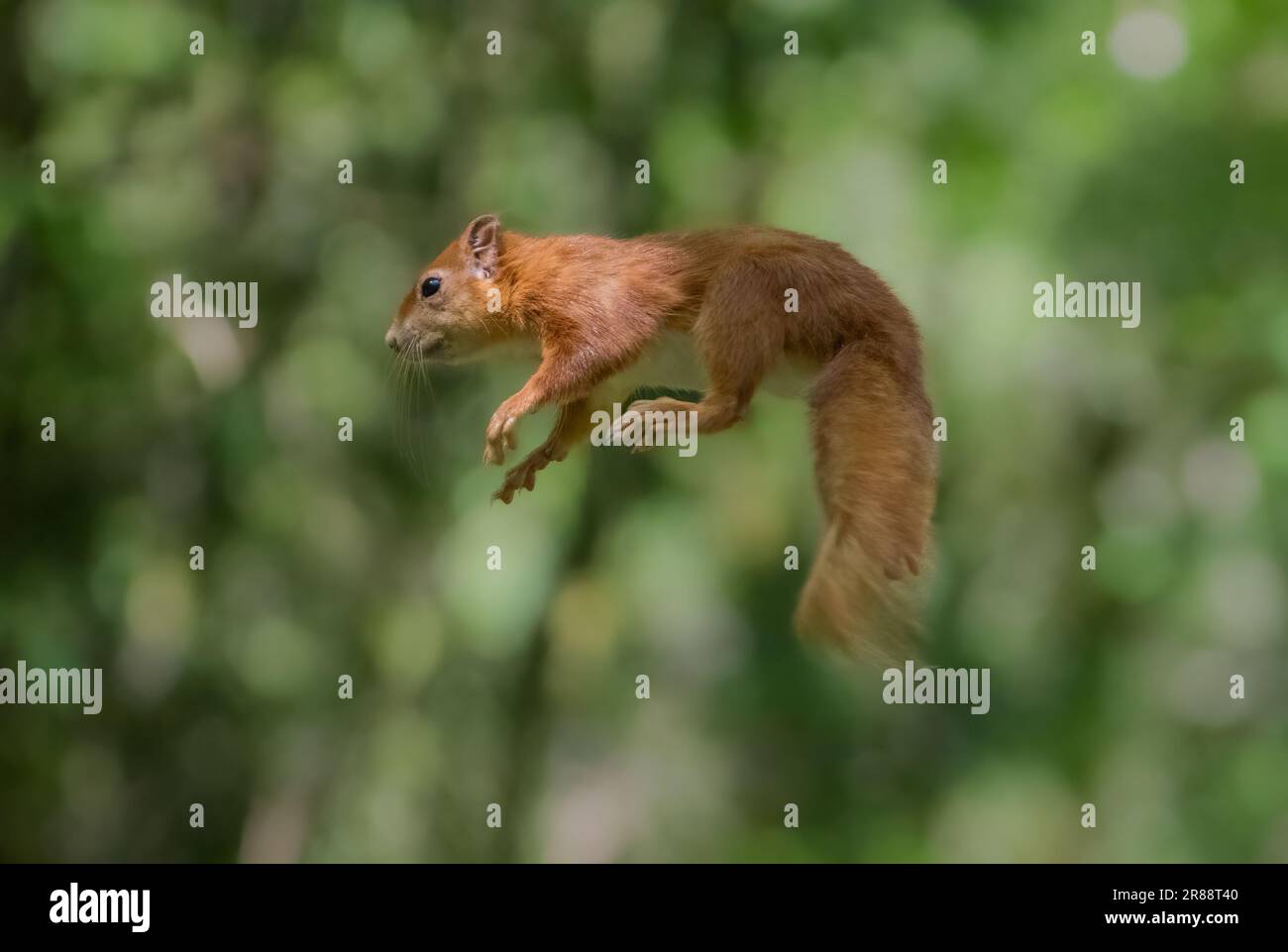 The red squirrel has remarkable skills. DOUNE; SCOTLAND: FUNNY images show acrobatic red squirrels appearing to fly like Superman while chasing each o Stock Photo