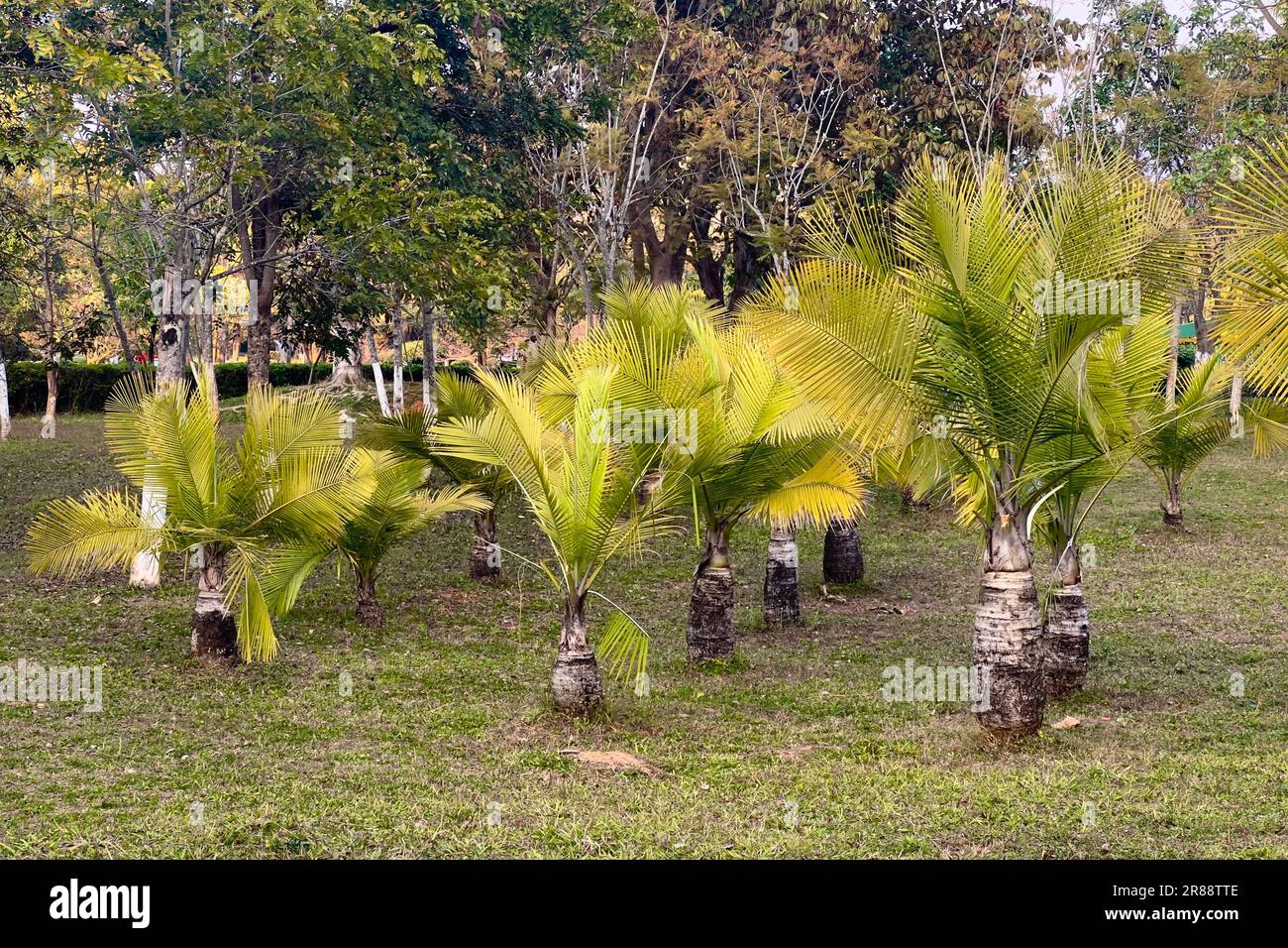 A scenic view of a park, featuring lush green majestic palm trees growing in the grassy landscape. Stock Photo