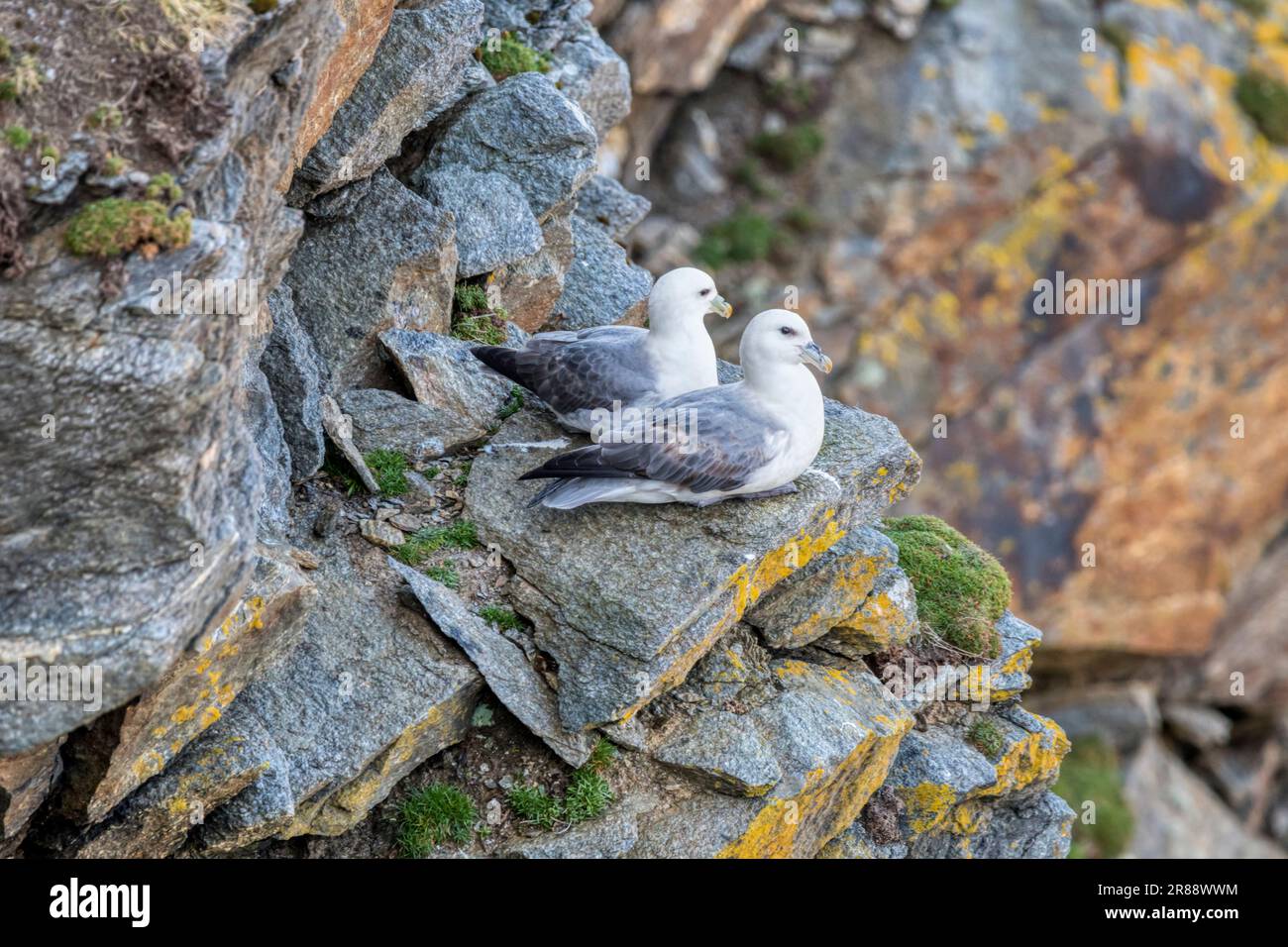 A pair of fulmars, Fulmarus glacialis, at nest site on cliffs at Gloup Ness, Yell, Shetland, Stock Photo