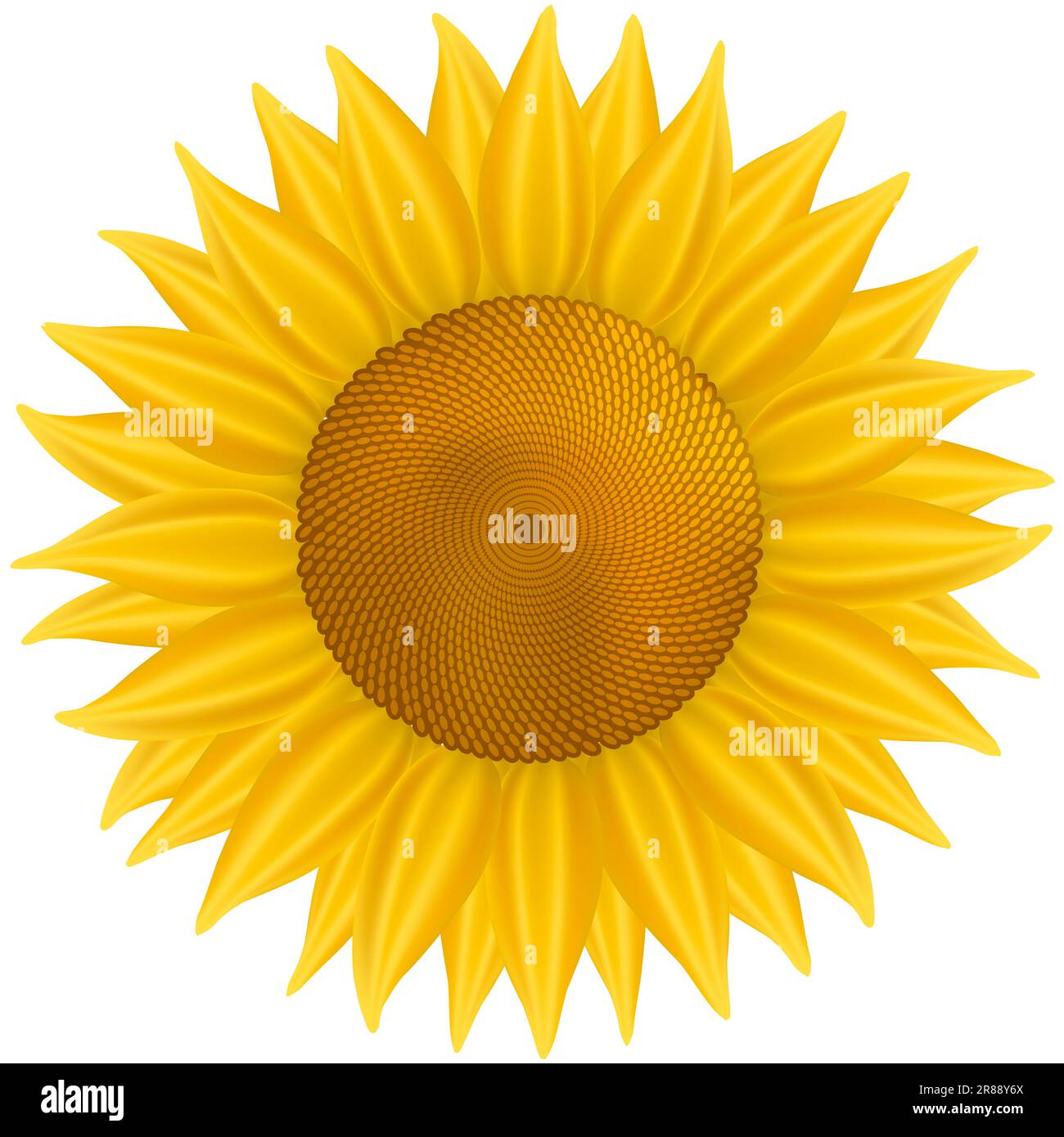 Illustration of a sunflower isolated on a white background Stock Photo ...