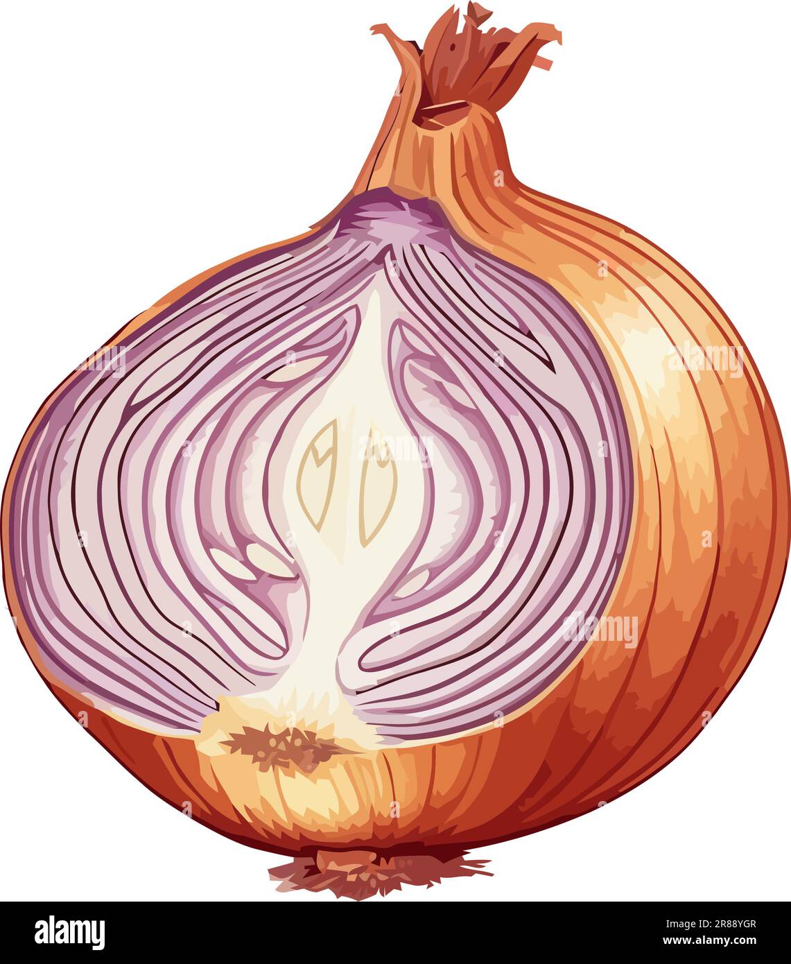Purple onion chopped Stock Vector Images - Alamy