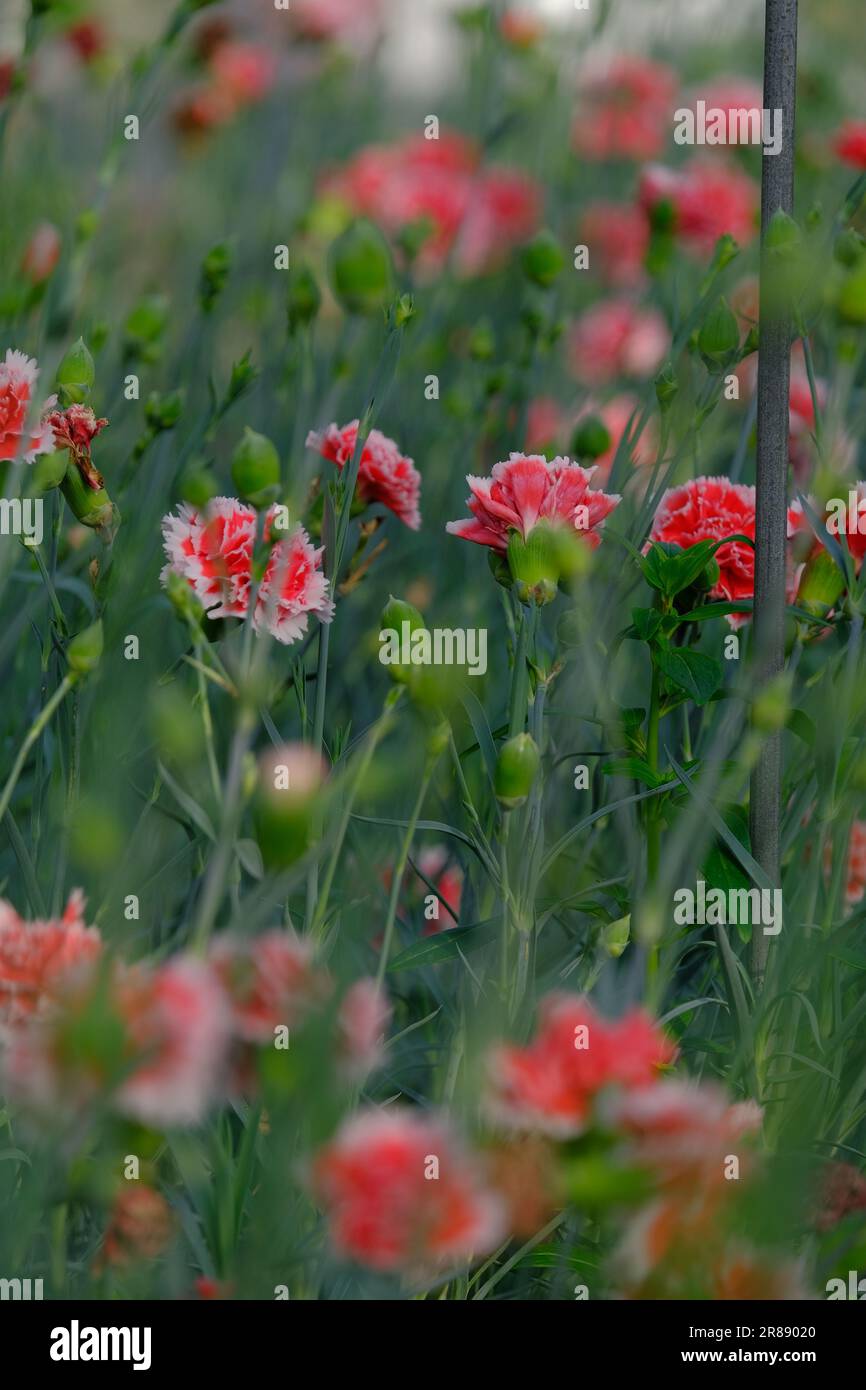 A vibrant field of red carnation flowers with lush green leaves and a delicate stem Stock Photo