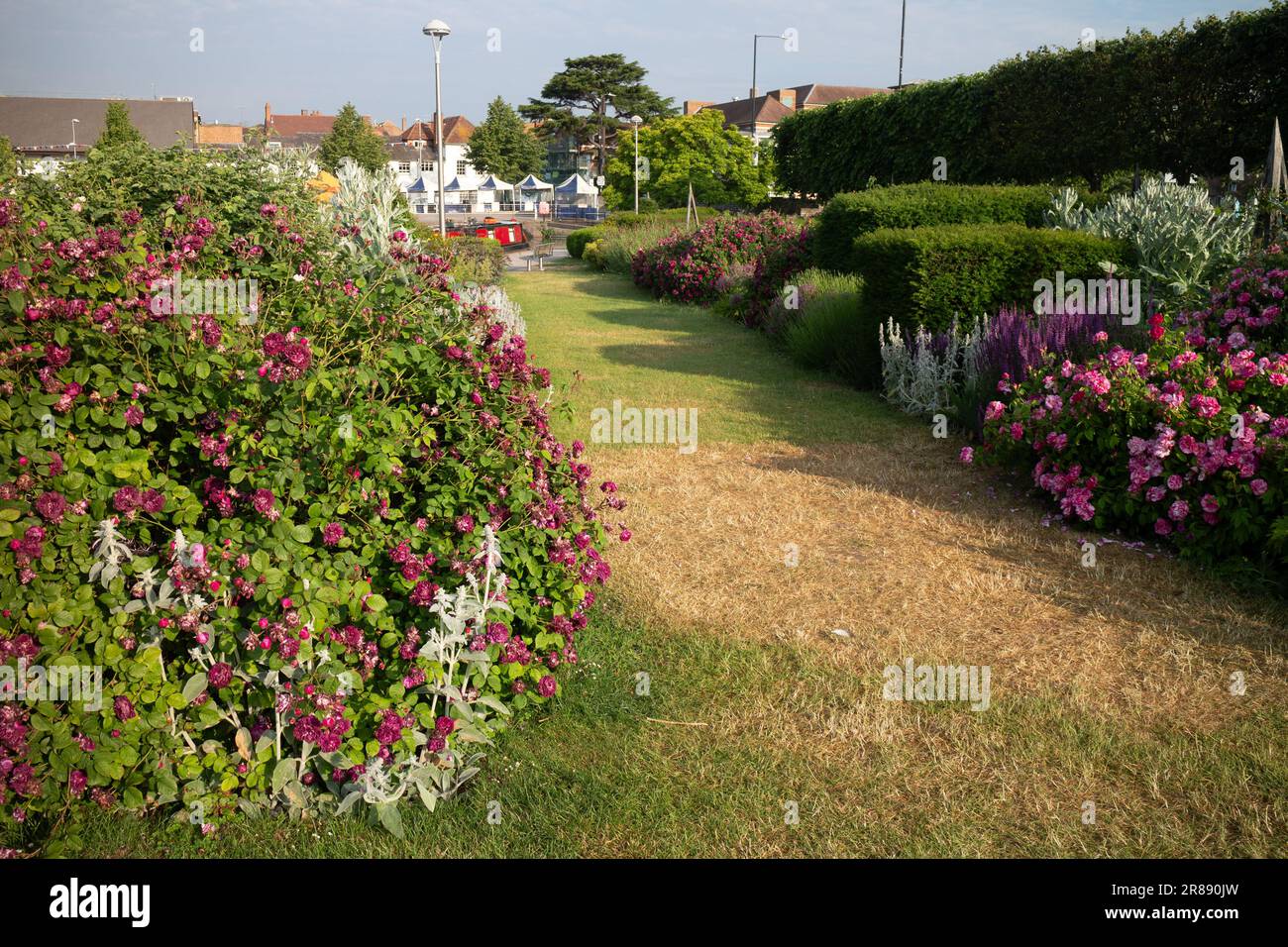 Herbaceous borders, Bancroft Gardens, Stratford-upon-Avon, Warwickshire, England, UK Stock Photo