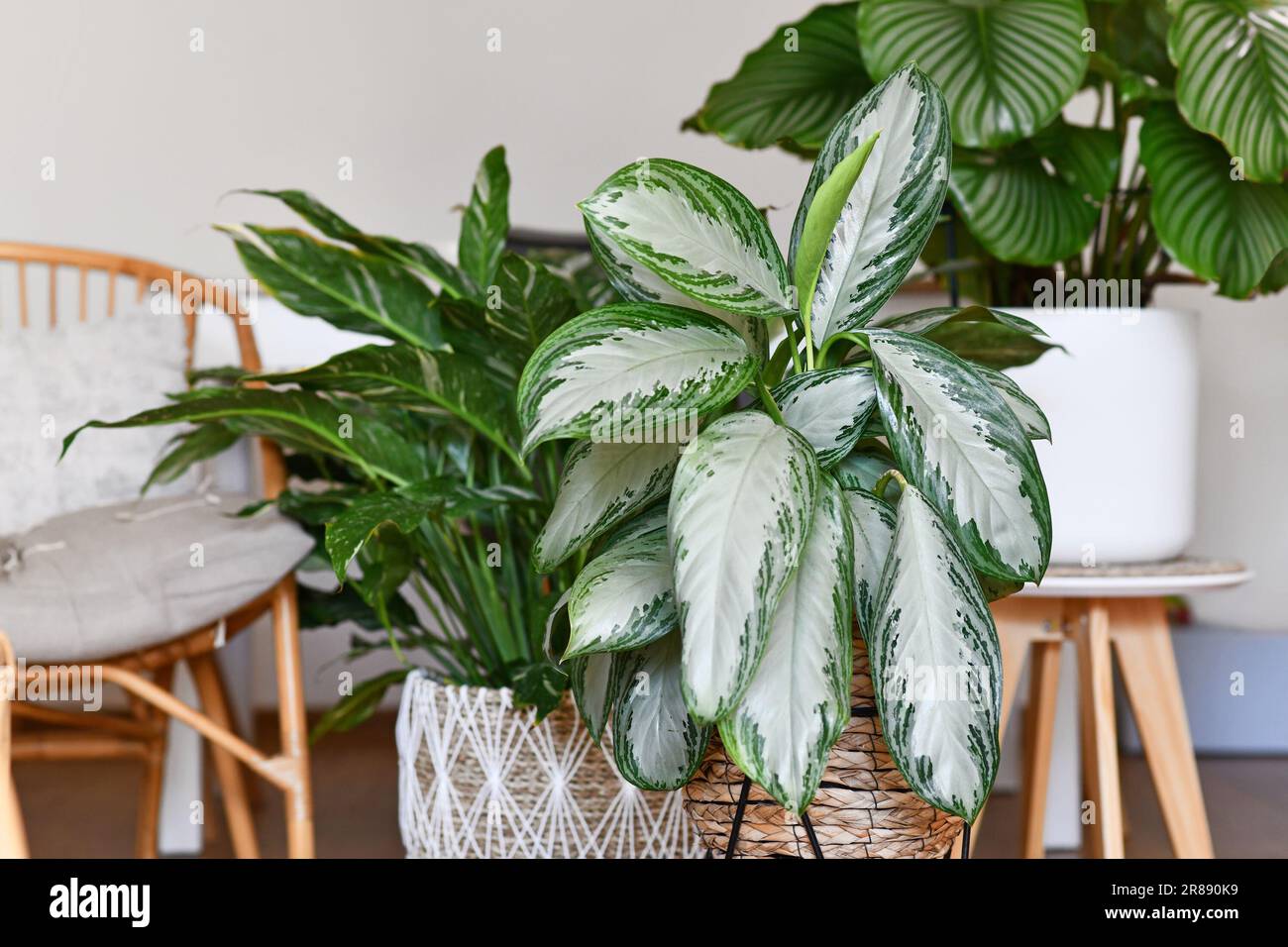 Potted tropical 'Aglaonema Silver Bay' houseplant with silver pattern in basket  with other houseplants in blurry background Stock Photo