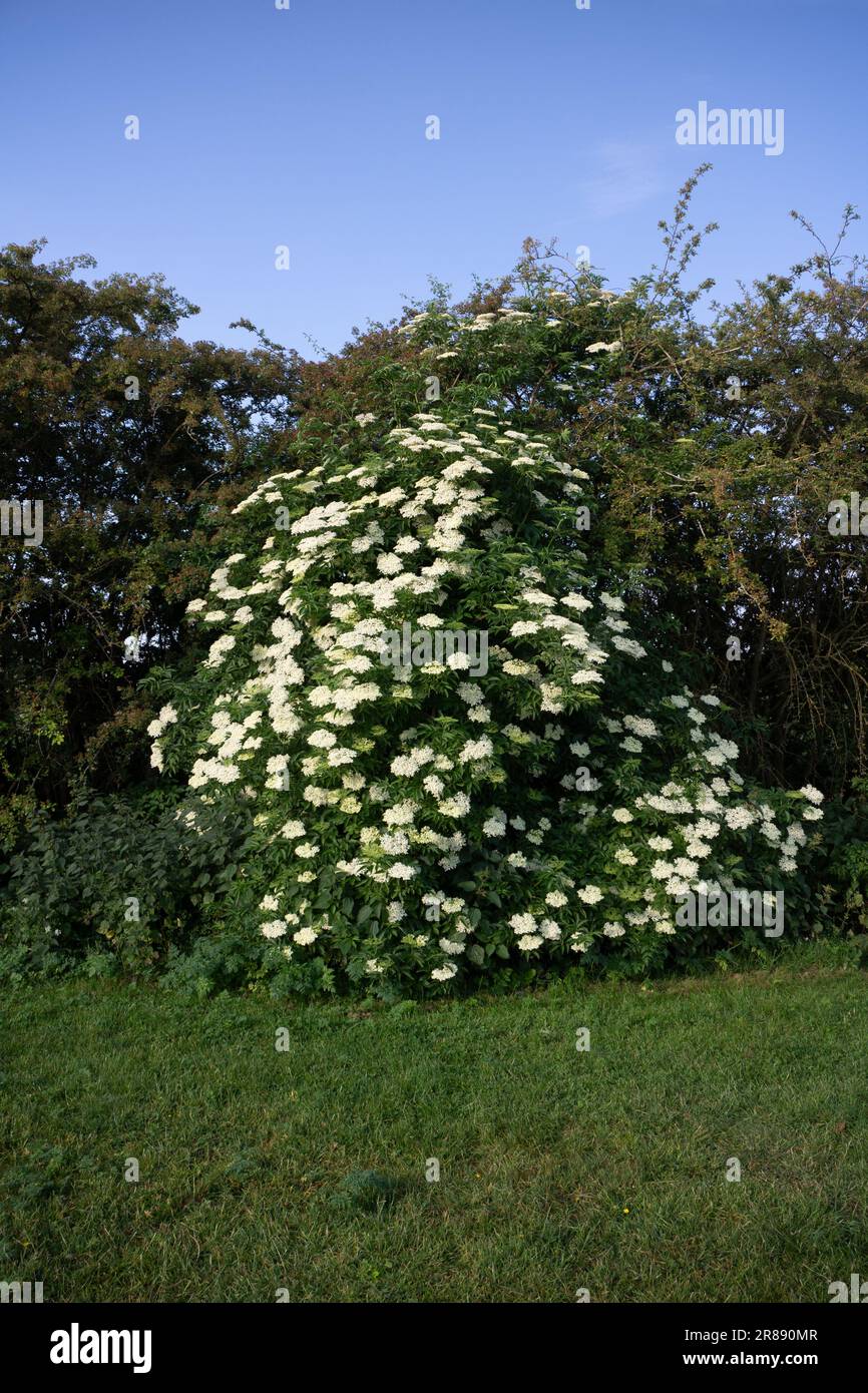 Elderberry tree in a hedgerow, Warwickshire, England, UK Stock Photo