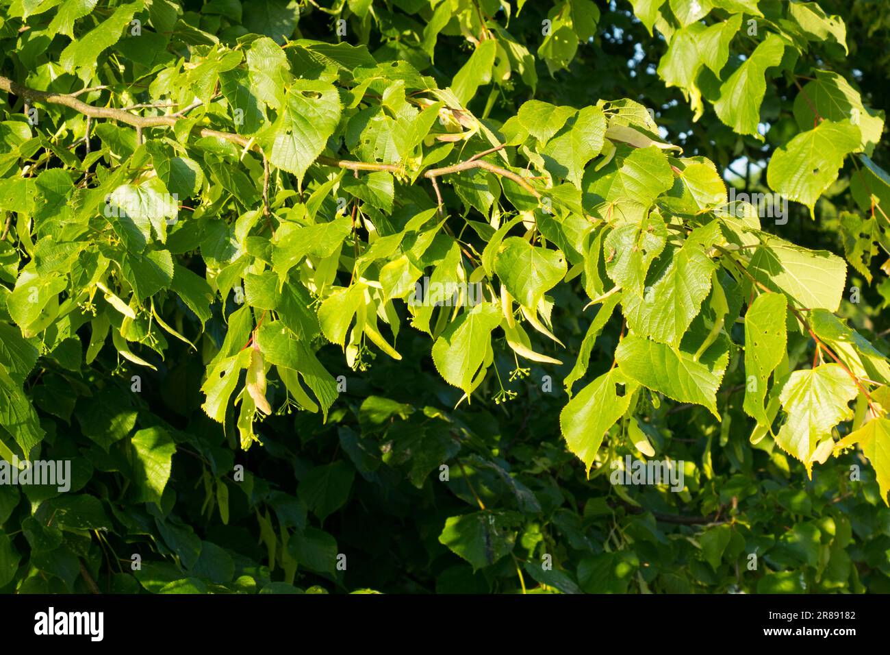 common Lime tree Stock Photo - Alamy