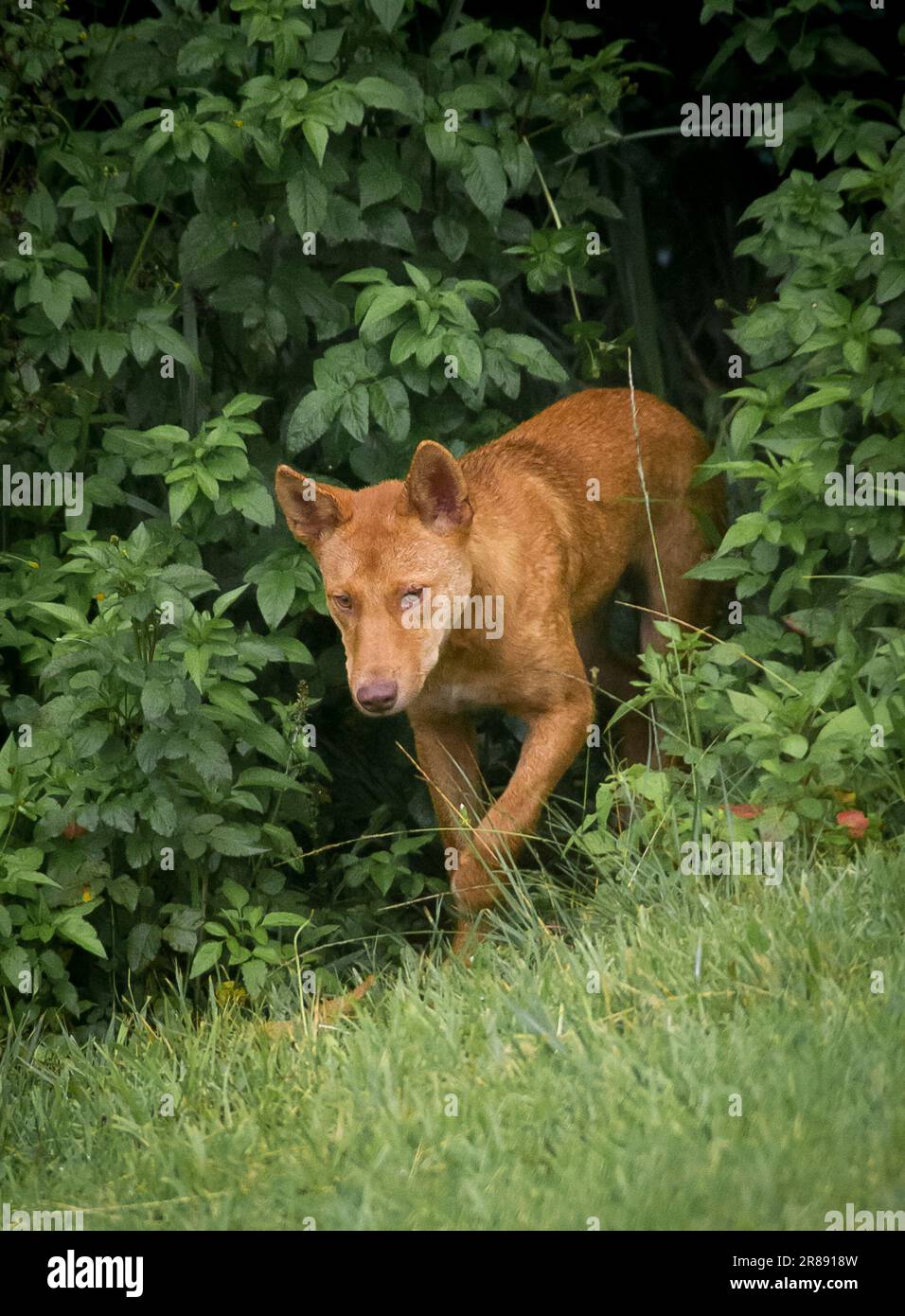 Wild dingo (Canis familiaris) emerging from bushland on Tamborine