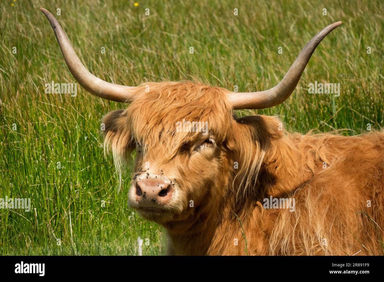 Scottish highland cow lying down hi-res stock photography and images ...