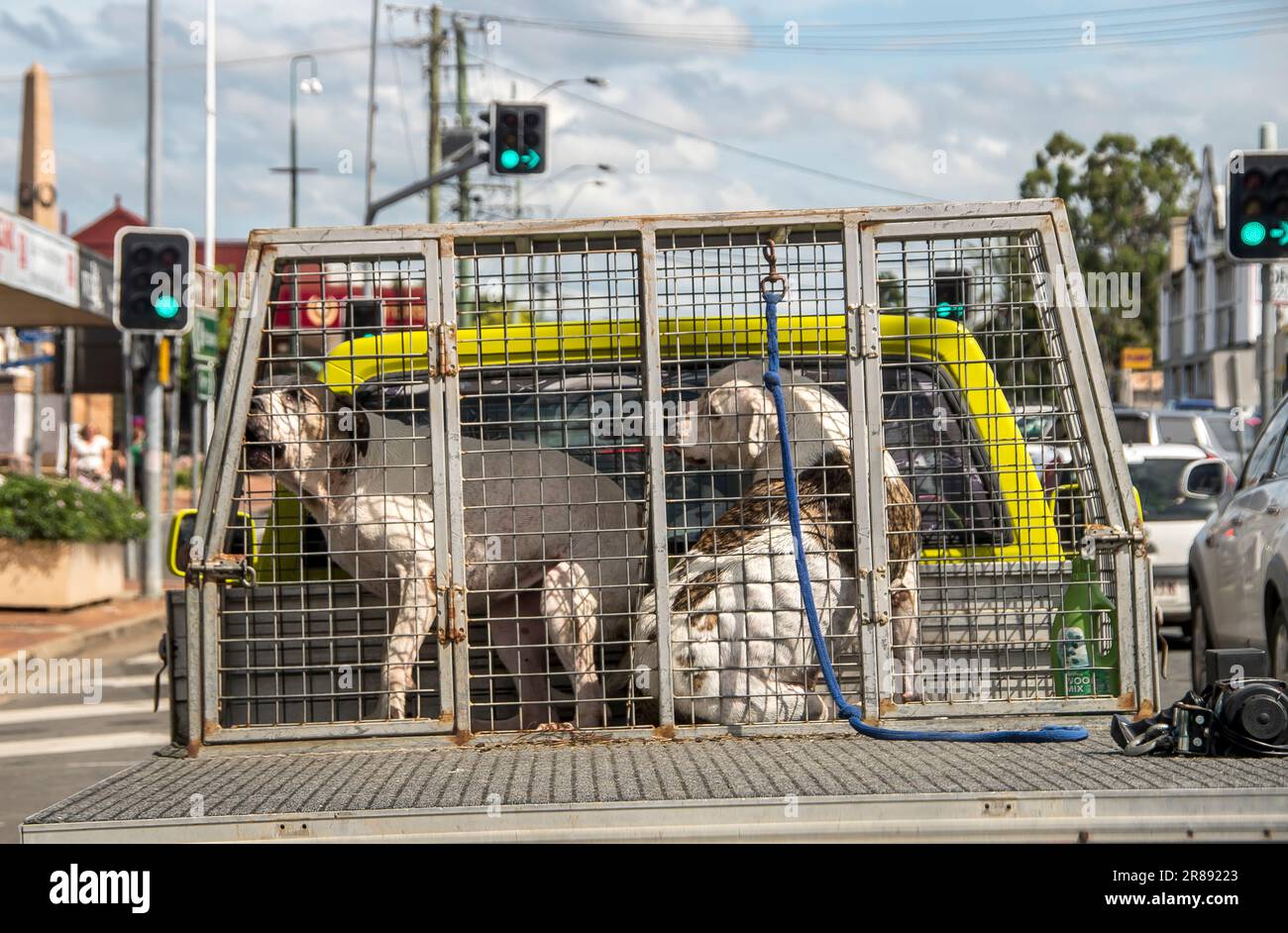 Typical Australian transport for domestic dogs on back of Ute (pick-up, utility vehicle) stopped at traffic lights in Beaudesert, Scenic Rim, Qld. Stock Photo