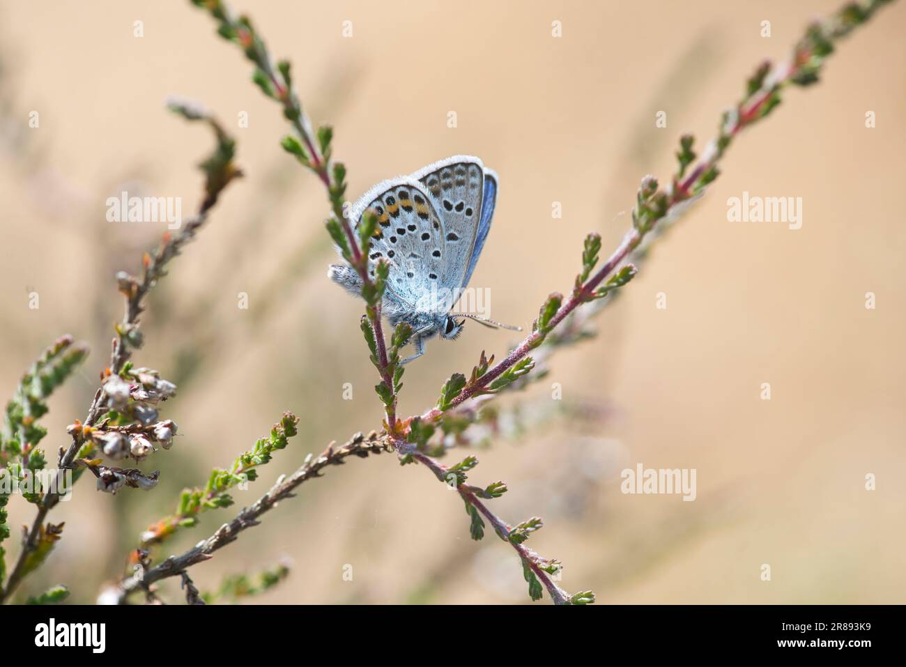 Underside of a silver-studded blue butterfly (Plebejus argus) Stock Photo