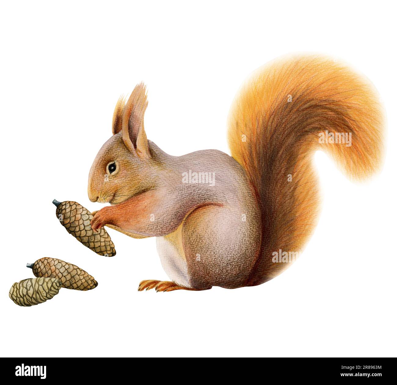 Cute furry orange squirrel holding pine cone watercolor illustration isolated on white for woodland forest designs Stock Photo