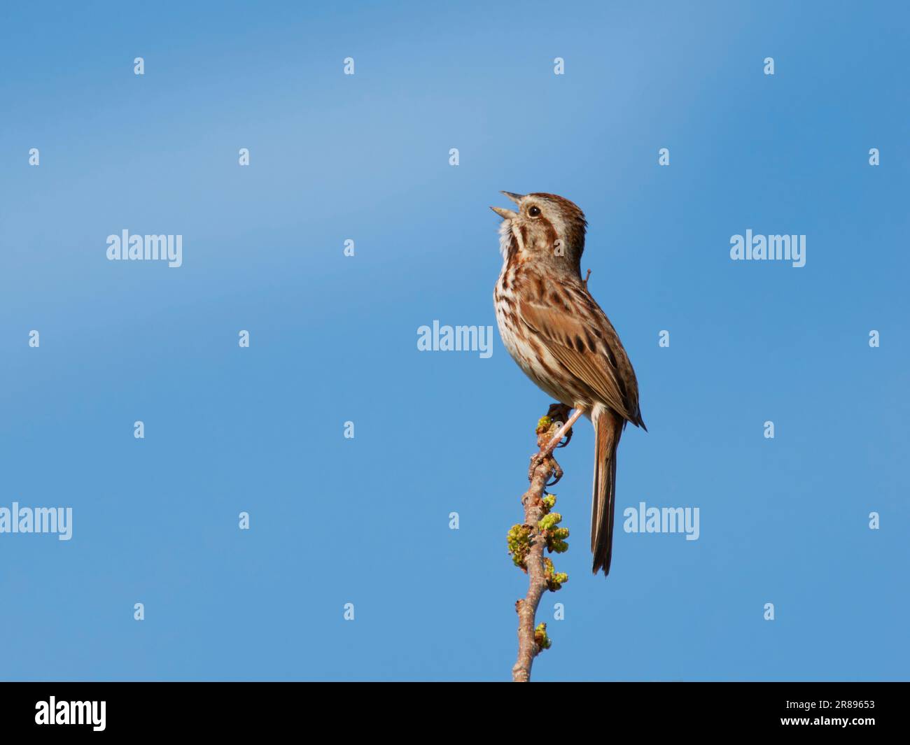 Song Sparrow - singing Melospiza melodia Ottawa Wildlife Refuge, Ohio, USA BI36766 Stock Photo