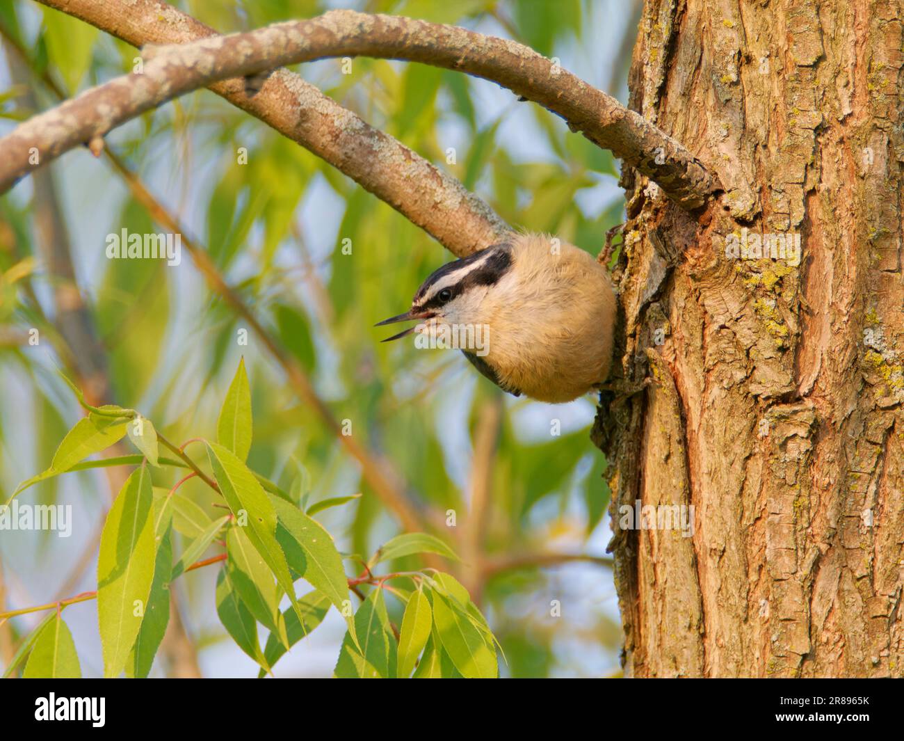 Red Breasted Nuthatch Sitta canadensis Magee Marsh, Ohio, USA BI36769 Stock Photo
