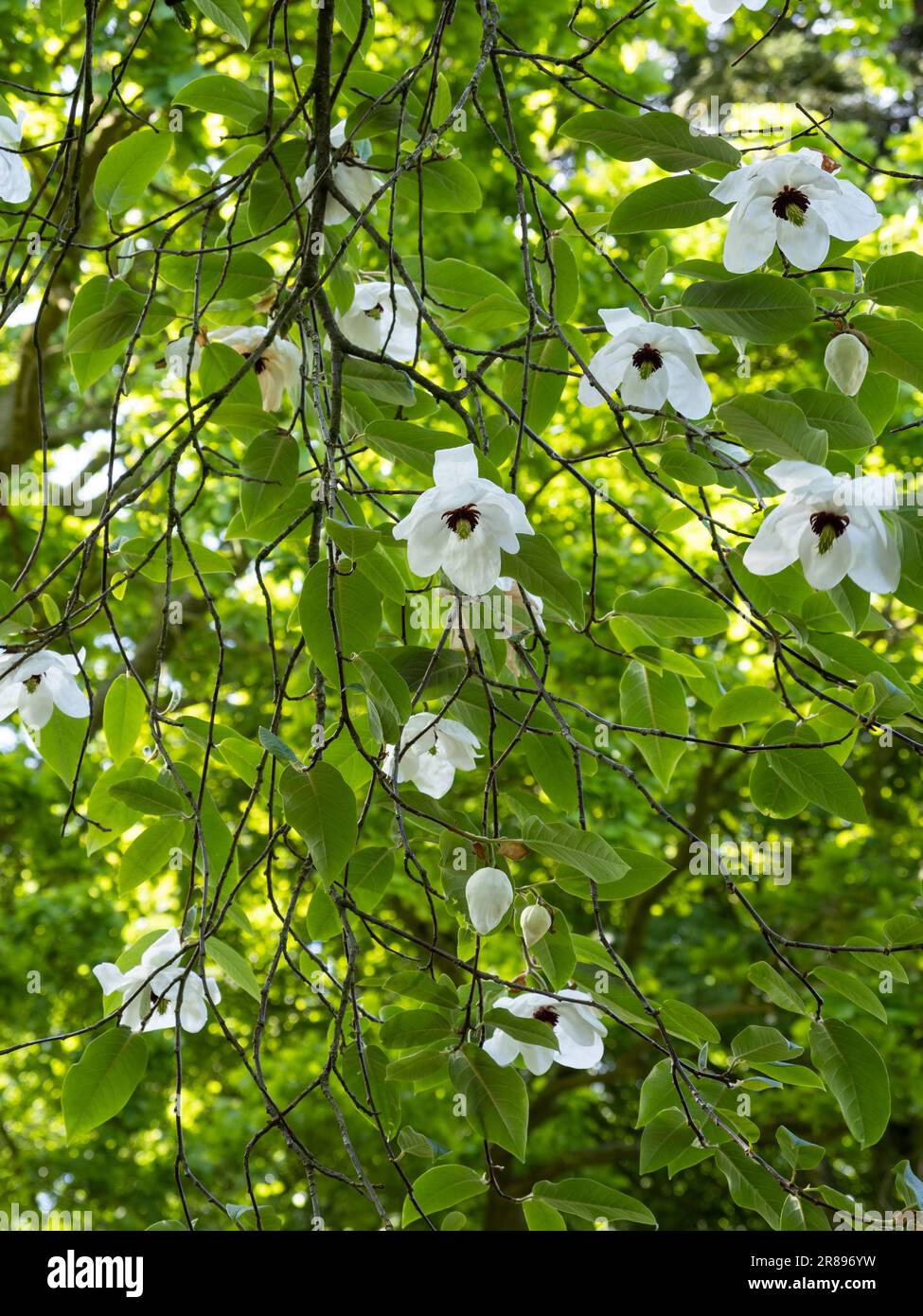 Magnolia Wilsonii tree in flower Stock Photo