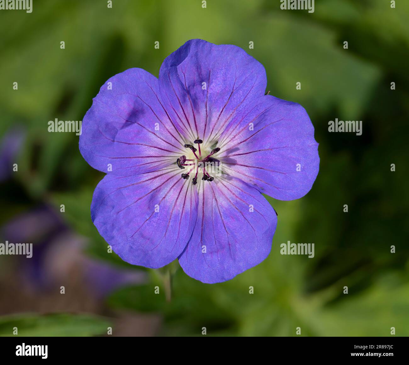 Solitary flower of a purple wild Geranium also known as the Purple Cranesbill Stock Photo