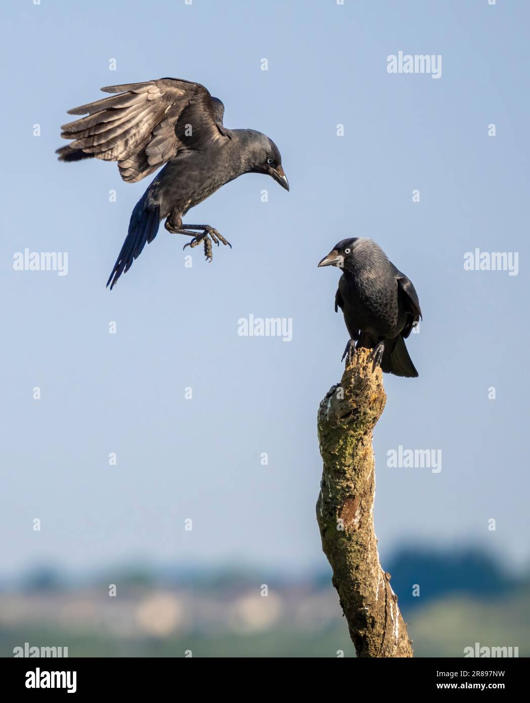 Two Jackdaws, (Corvus monedula), one in mid-flight approaching a second perched on on an old tree branch Stock Photo