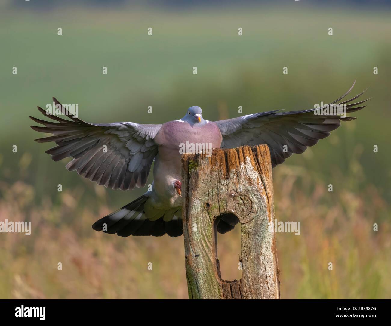 A Wood Pigeon, (Columba palumbus), lands with wings spread wide, on an old wooden fence post Stock Photo