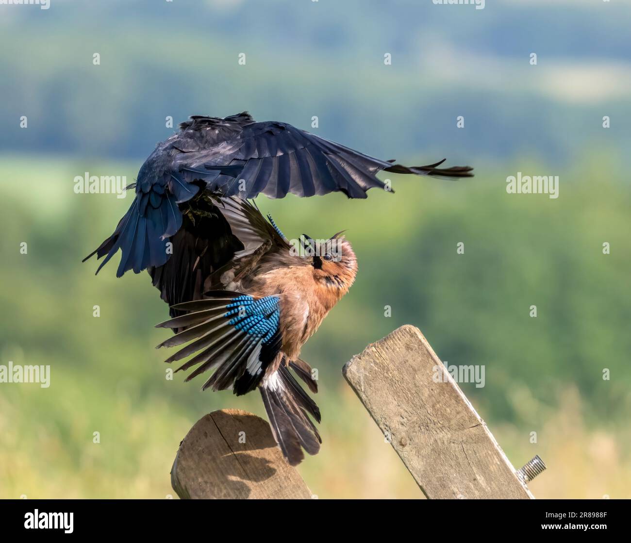 A Jackdaw, (Corvus monedula), and a Jay, (Garrulus glandarius), engage in a ferocious looking territorial dispute. Bradford, West Yorkshire, UK Stock Photo