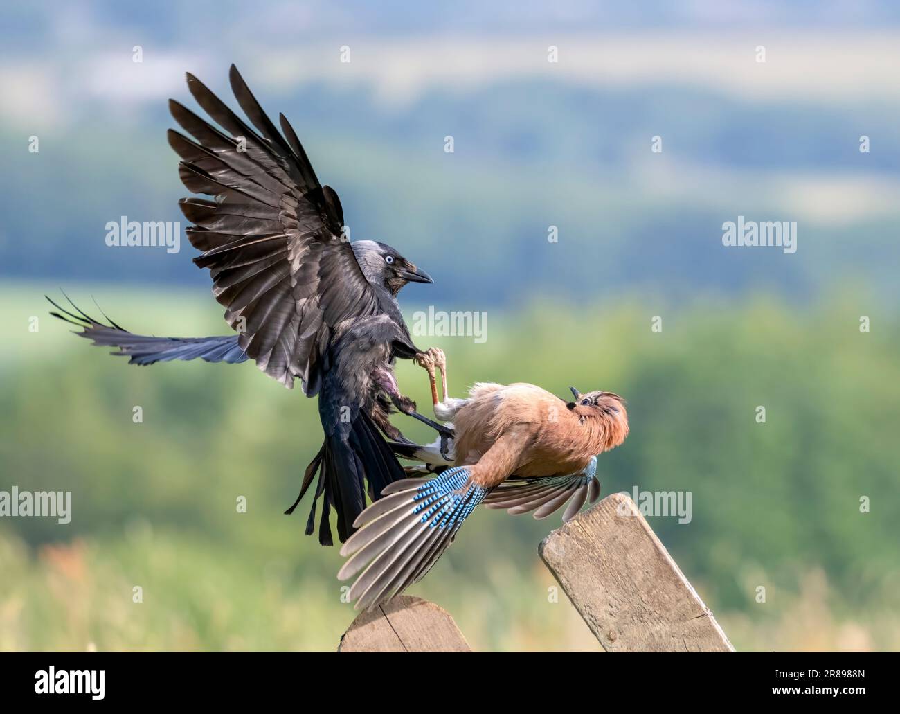 A Jackdaw, (Corvus monedula), and a Jay, (Garrulus glandarius), engage in a ferocious looking territorial dispute. Bradford, West Yorkshire, UK Stock Photo