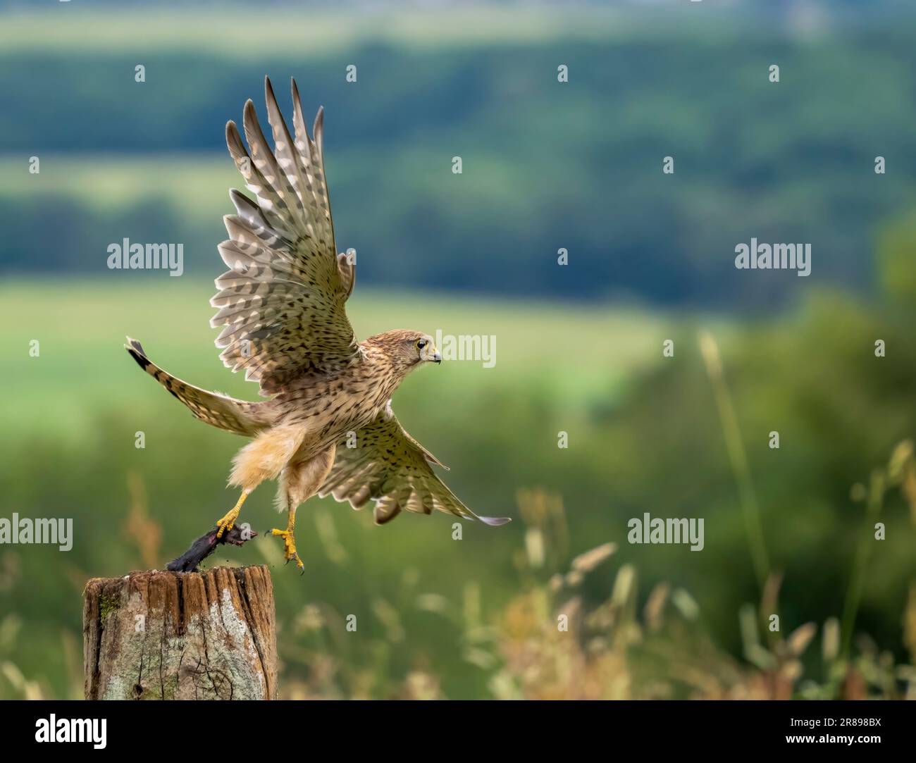 A beautiful female Kestrel, (Falco tinnunculus), takes flight from an old wooden gate post, carrying a Field Mouse it has just caught Stock Photo
