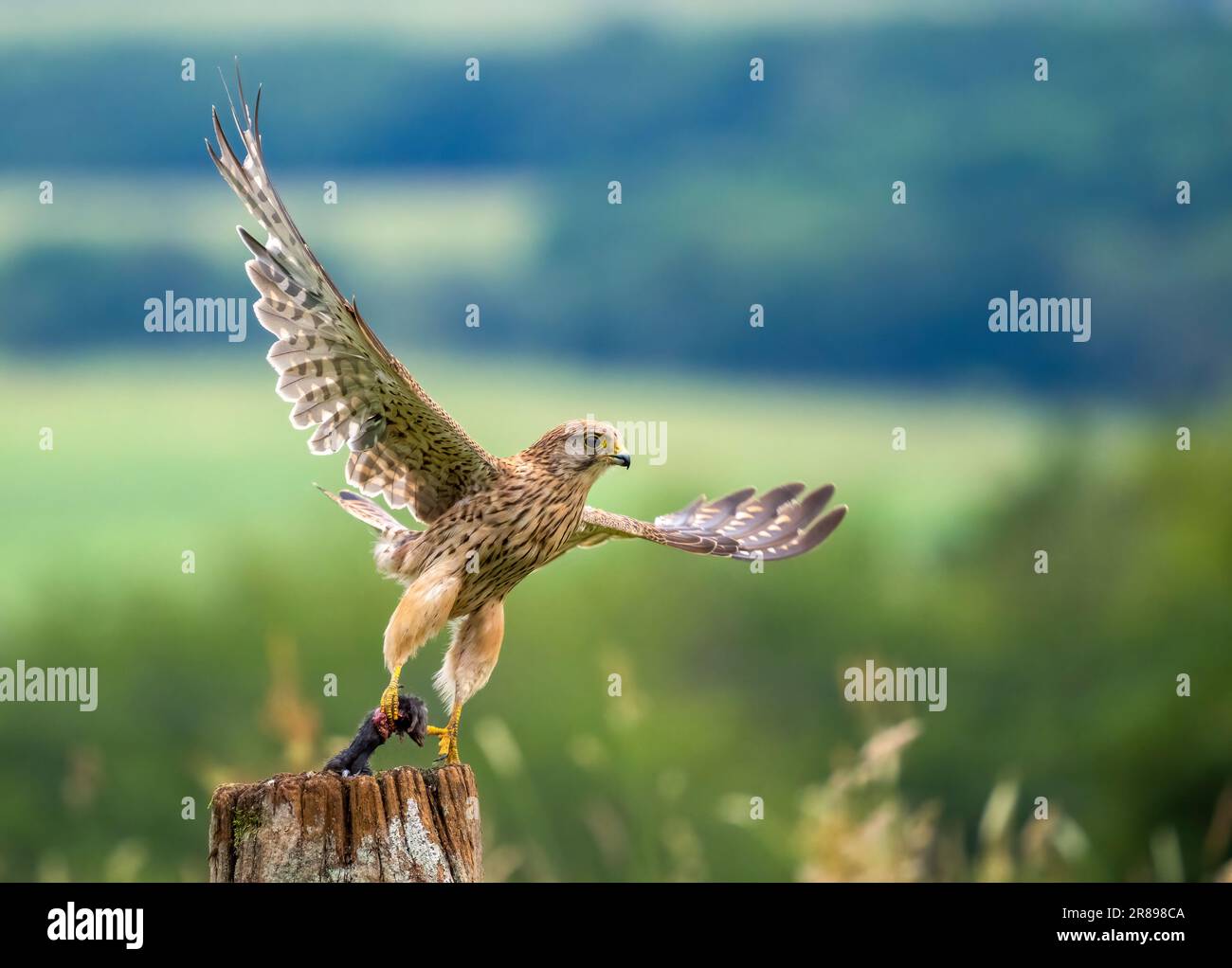 A beautiful female Kestrel, (Falco tinnunculus), takes flight from an old wooden gate post, carrying a Field Mouse it has just caught Stock Photo