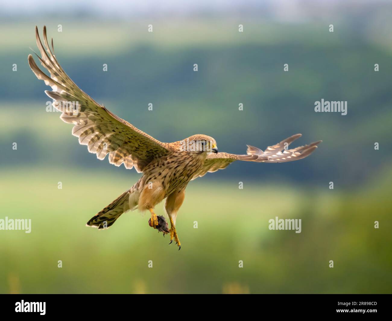 A beautiful female Kestrel, (Falco tinnunculus), in mid flight and carrying a Field Mouse it has just caught Stock Photo