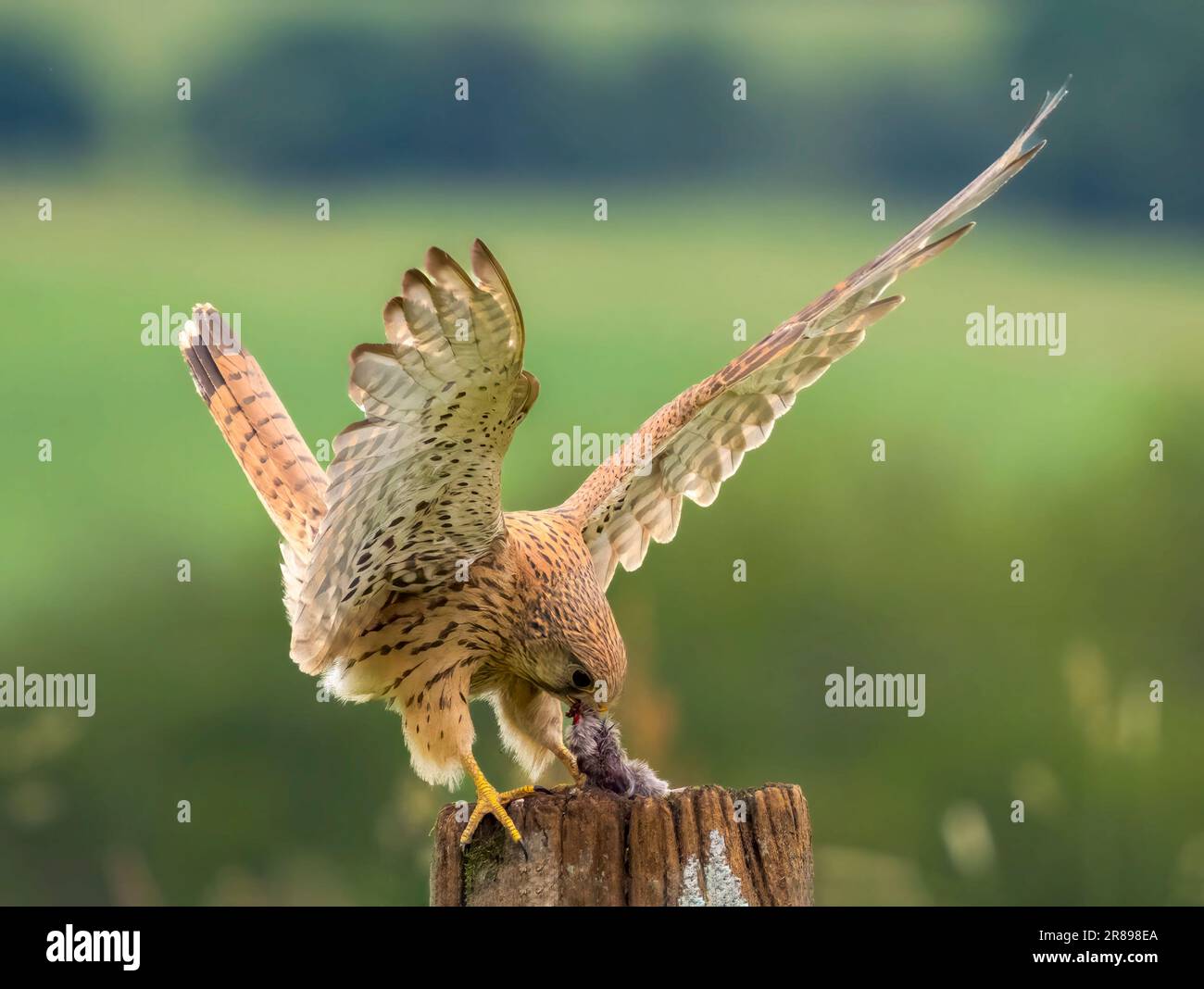 A beautiful female Kestrel, (Falco tinnunculus), use it's large wingspan to balance on an old wooden gate post with a mouse it has just caught Stock Photo