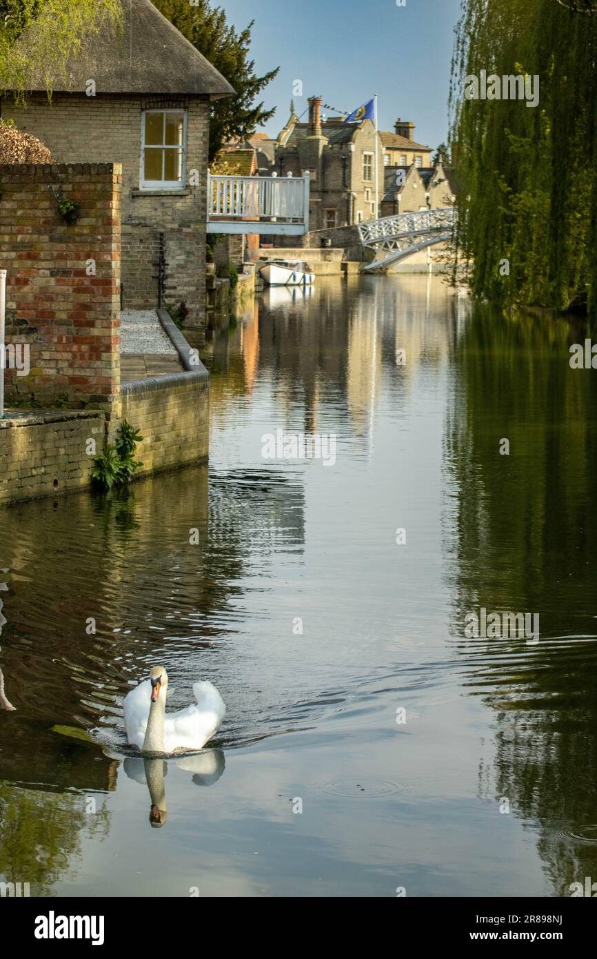 Inquisitive Swan in Godmanchester, Cambridgeshire. Featuring the River Ouse. Stock Photo