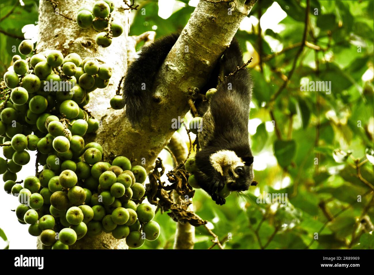 The black giant squirrel is one of the largest species of squirrel in the world Stock Photo